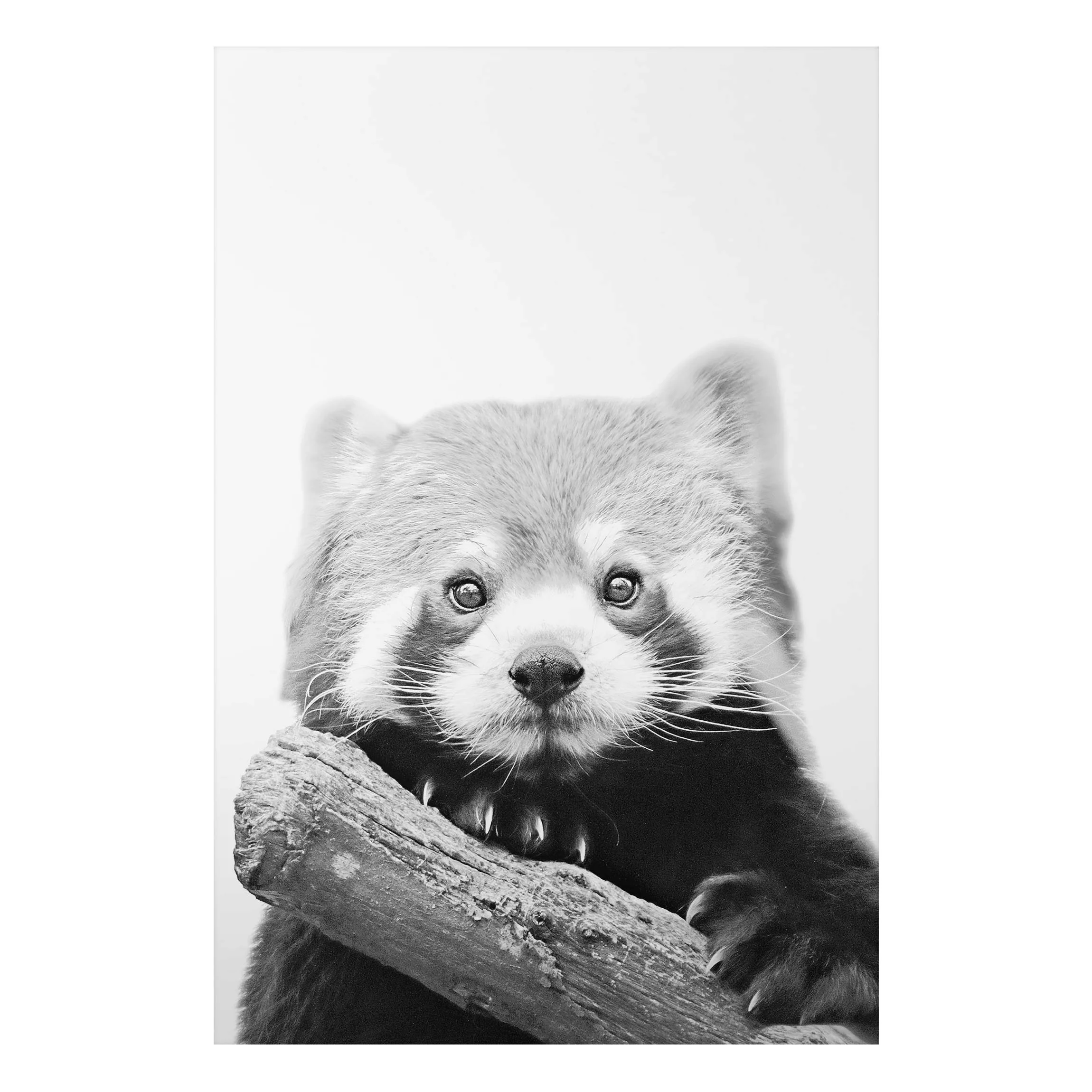 Alu-Dibond Bild Roter Panda in Schwarz-weiß günstig online kaufen