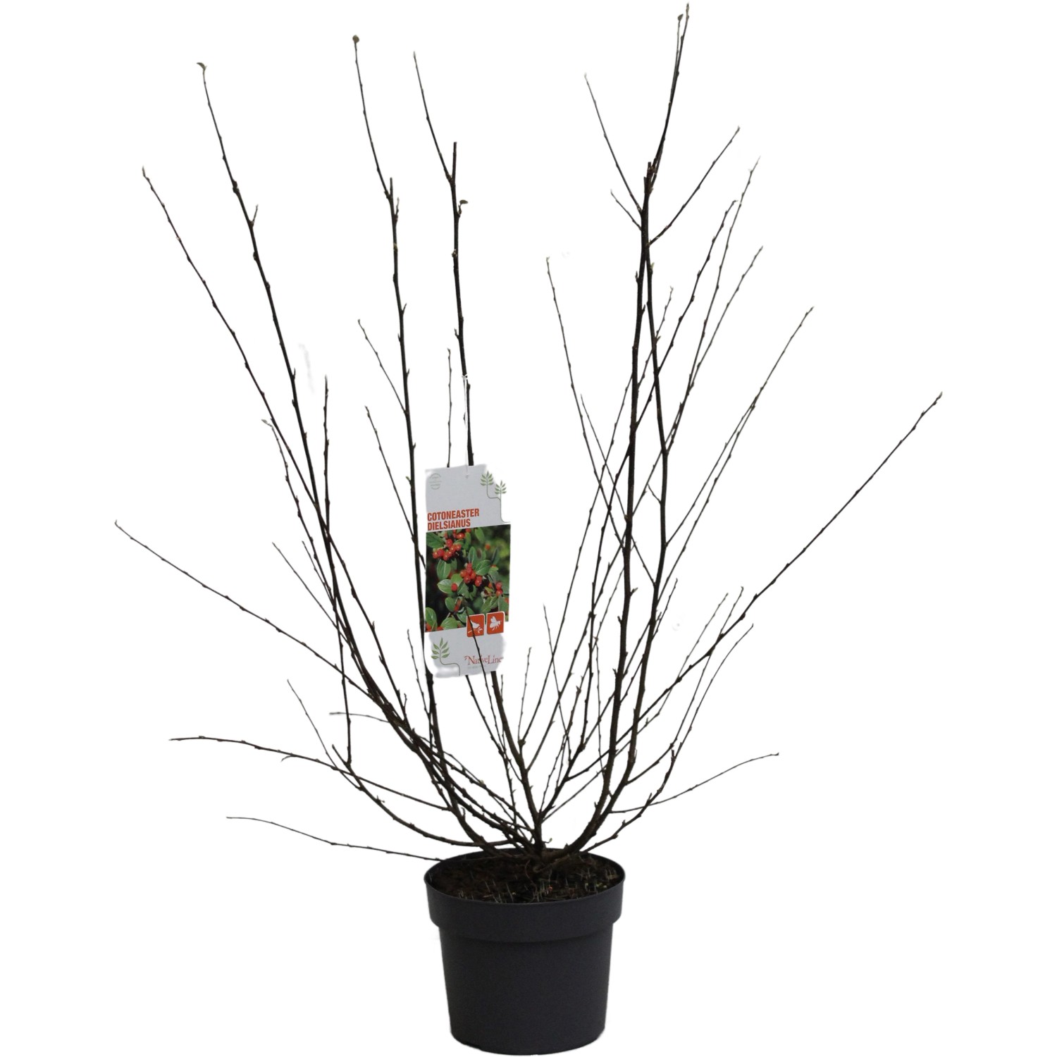 Strauchmispel Höhe ca. 40 - 60 cm Topf ca.  3 l Cotoneaster dielsianus günstig online kaufen