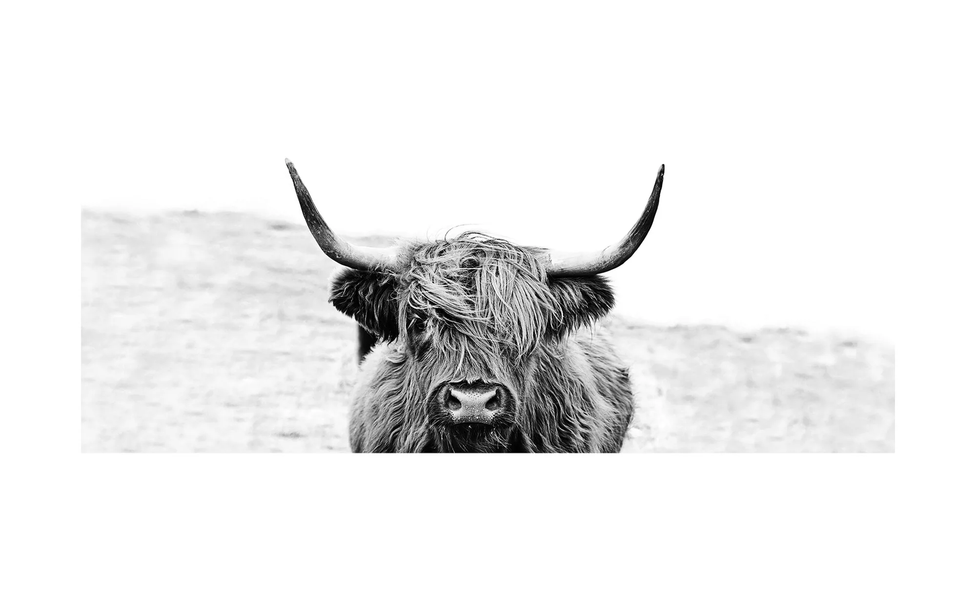 Glasbild 80x30 cm  Scott.Highland Cattle ll - 80 cm - 30 cm - Sconto günstig online kaufen