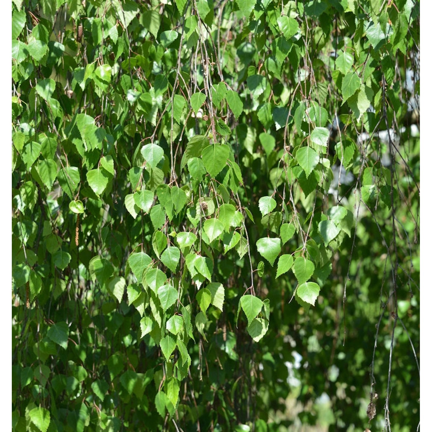 Trauer Birke 125-150cm - Betula pendula günstig online kaufen