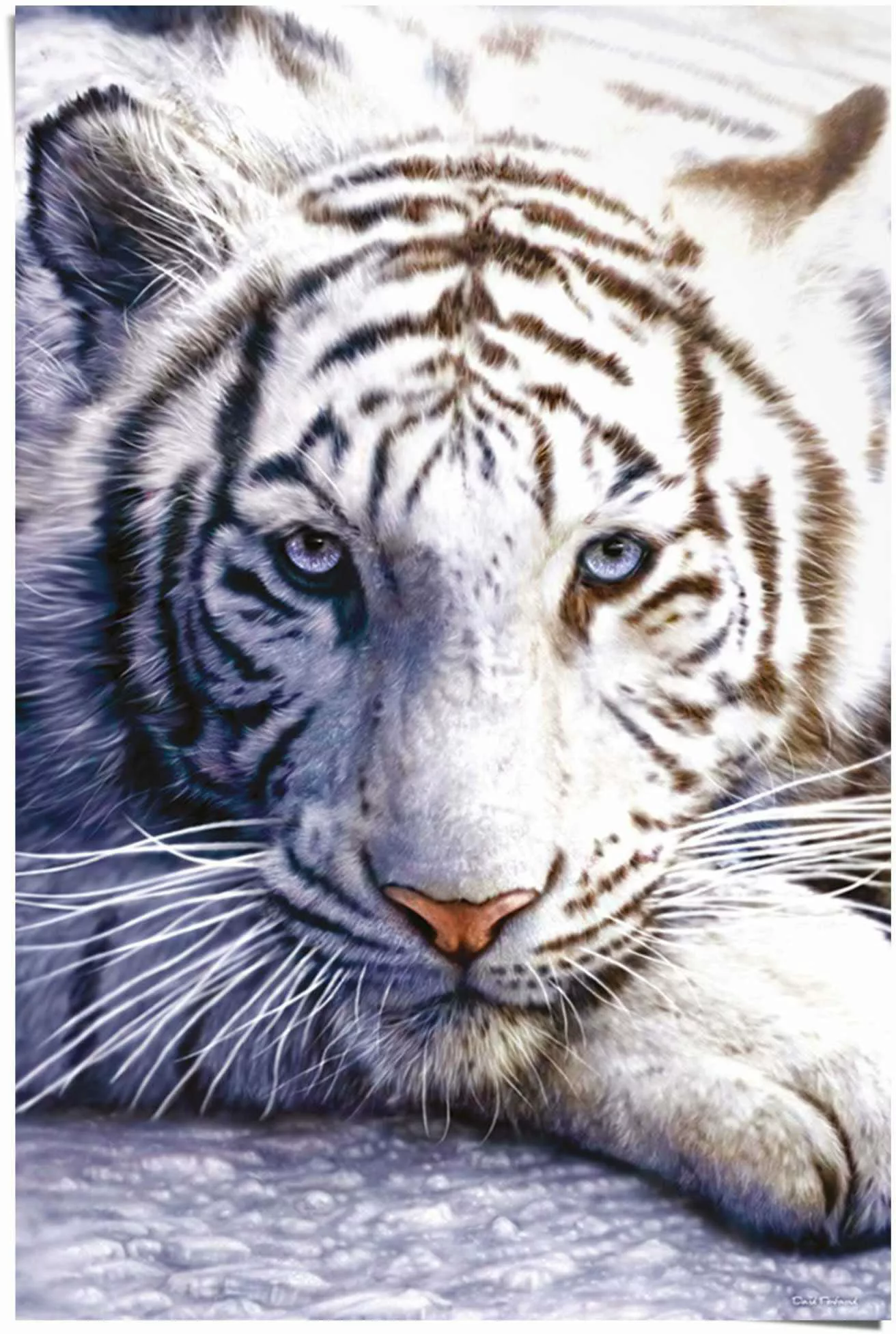 Reinders Poster "Weißer Tiger", (1 St.) günstig online kaufen