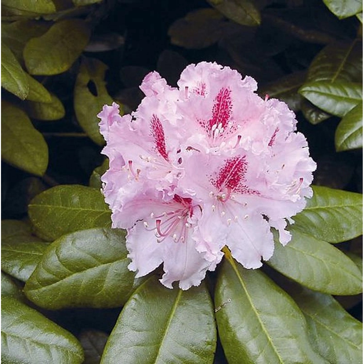 Großblumige Rhododendron Progrès 70-80cm - Alpenrose günstig online kaufen