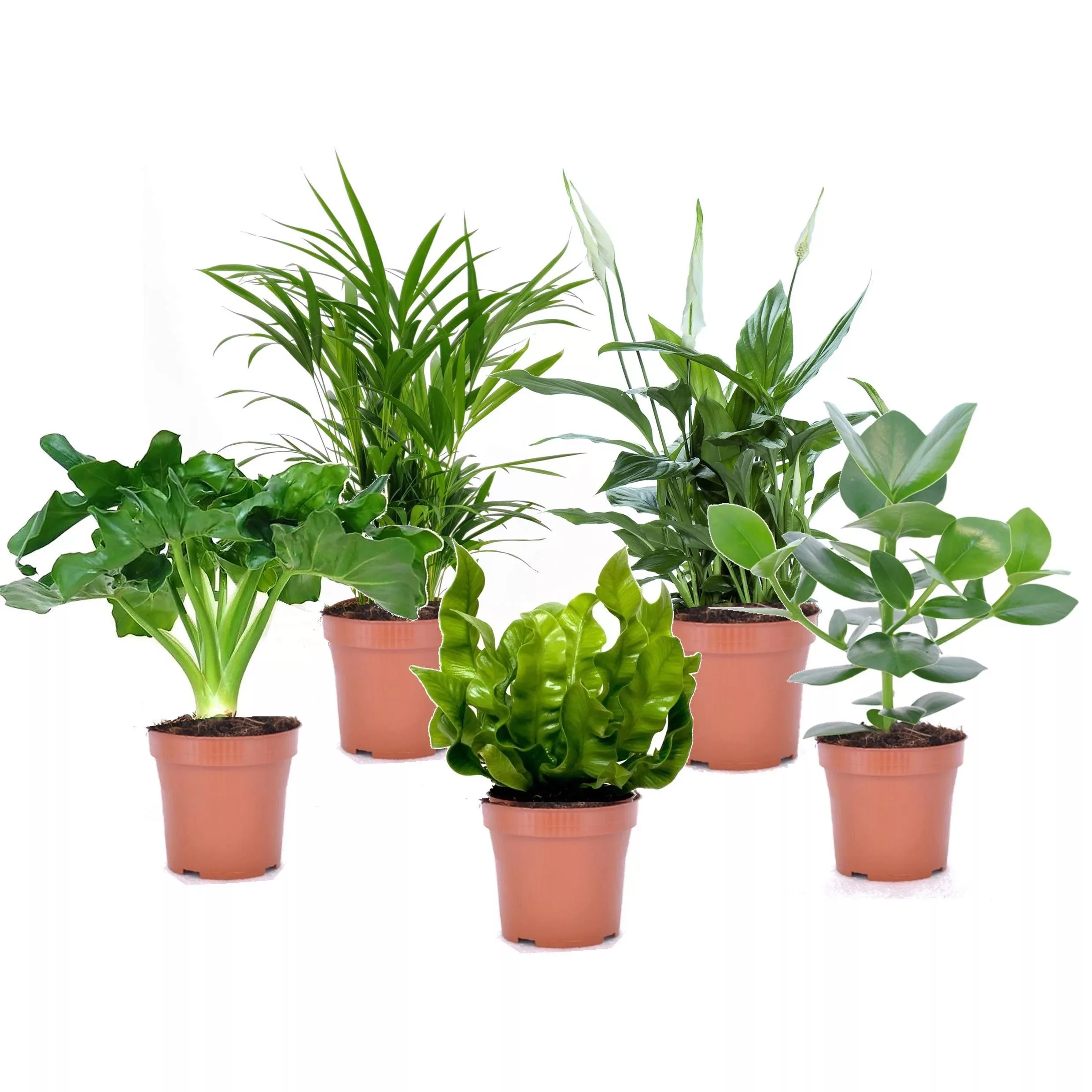 Perfect Plant | Mischung aus 5 Luftreinigungs-Pflanzen günstig online kaufen