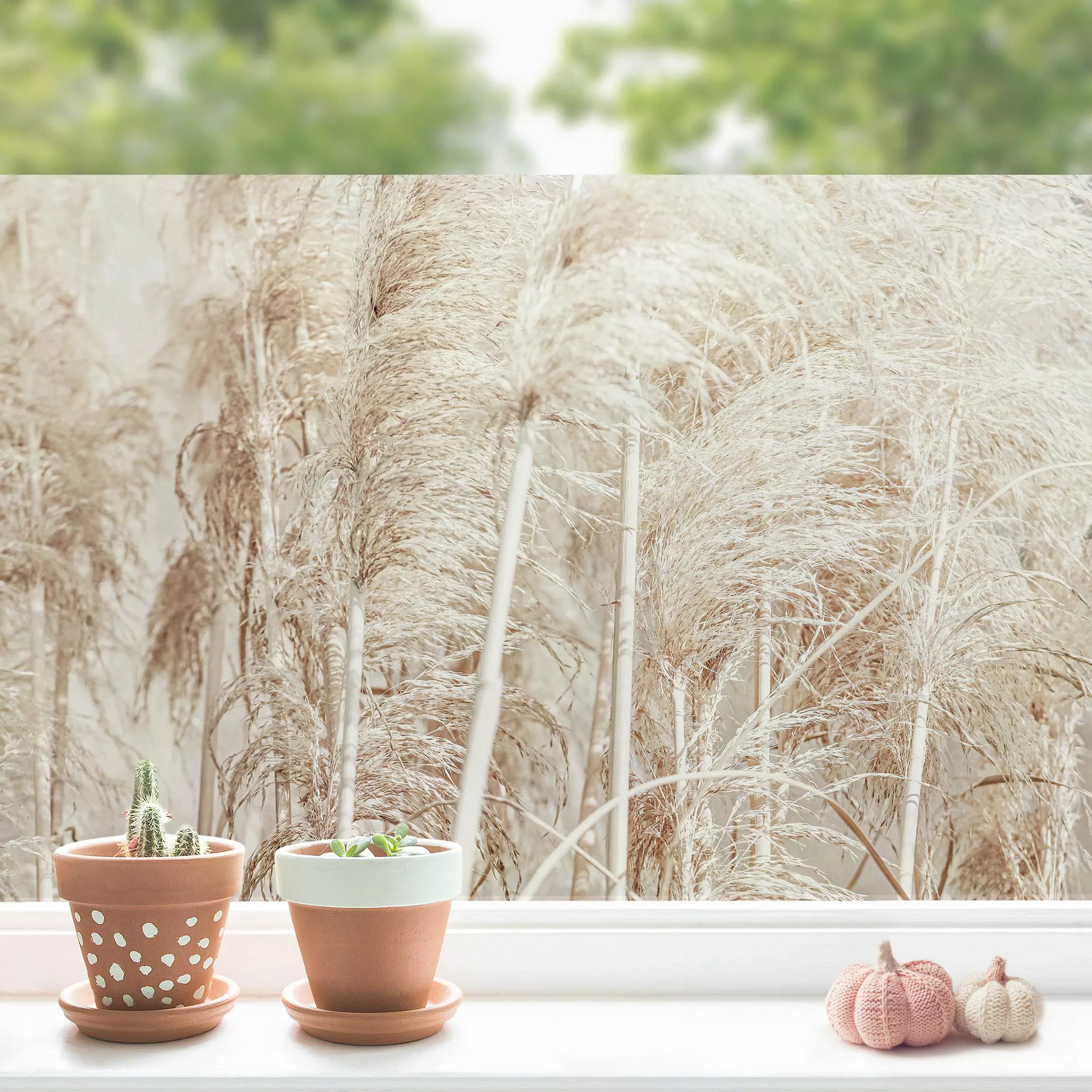 Fensterfolie Warmes Pampasgras im Sommer günstig online kaufen