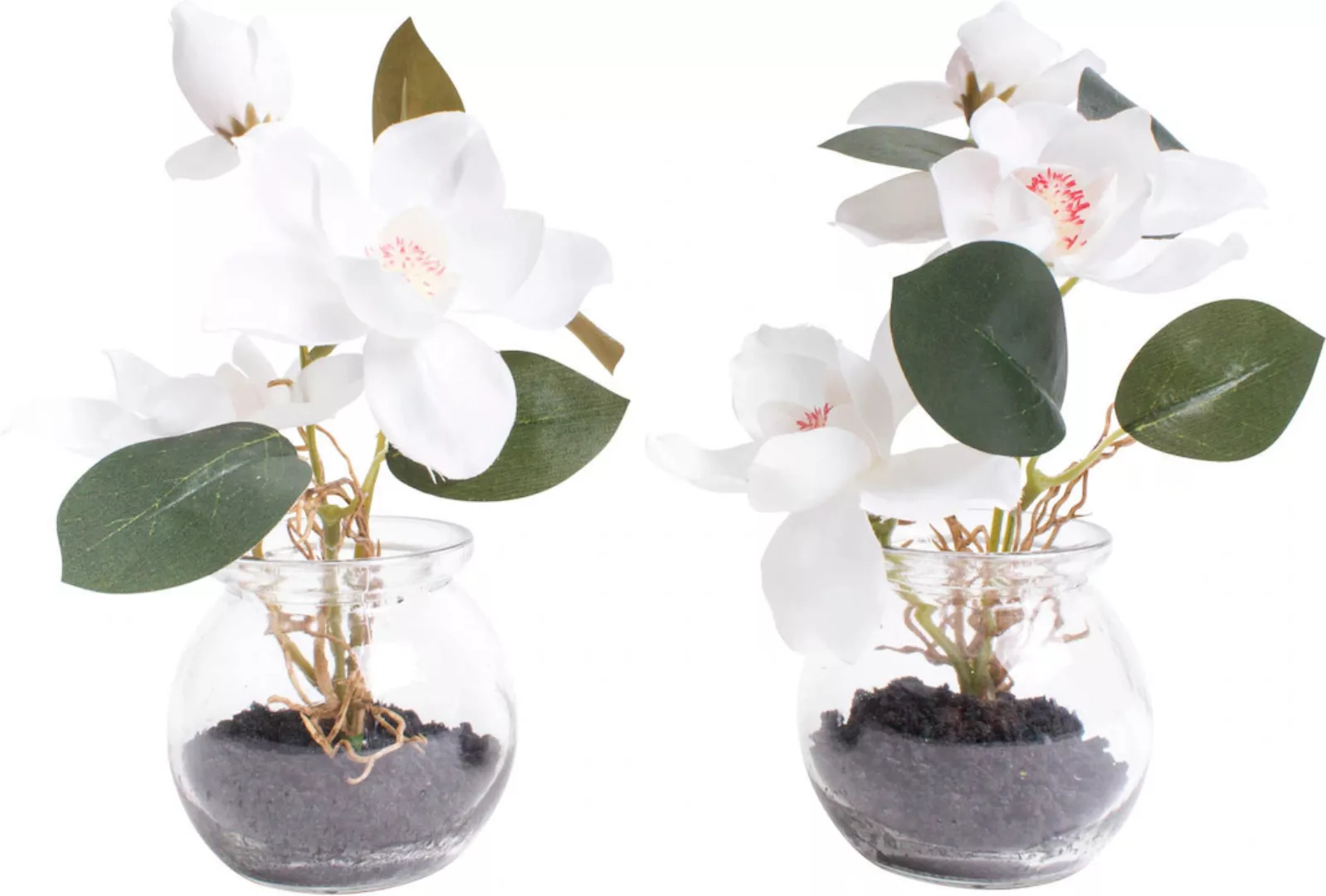 Botanic-Haus Kunstblume "Magnolie im Glas" günstig online kaufen