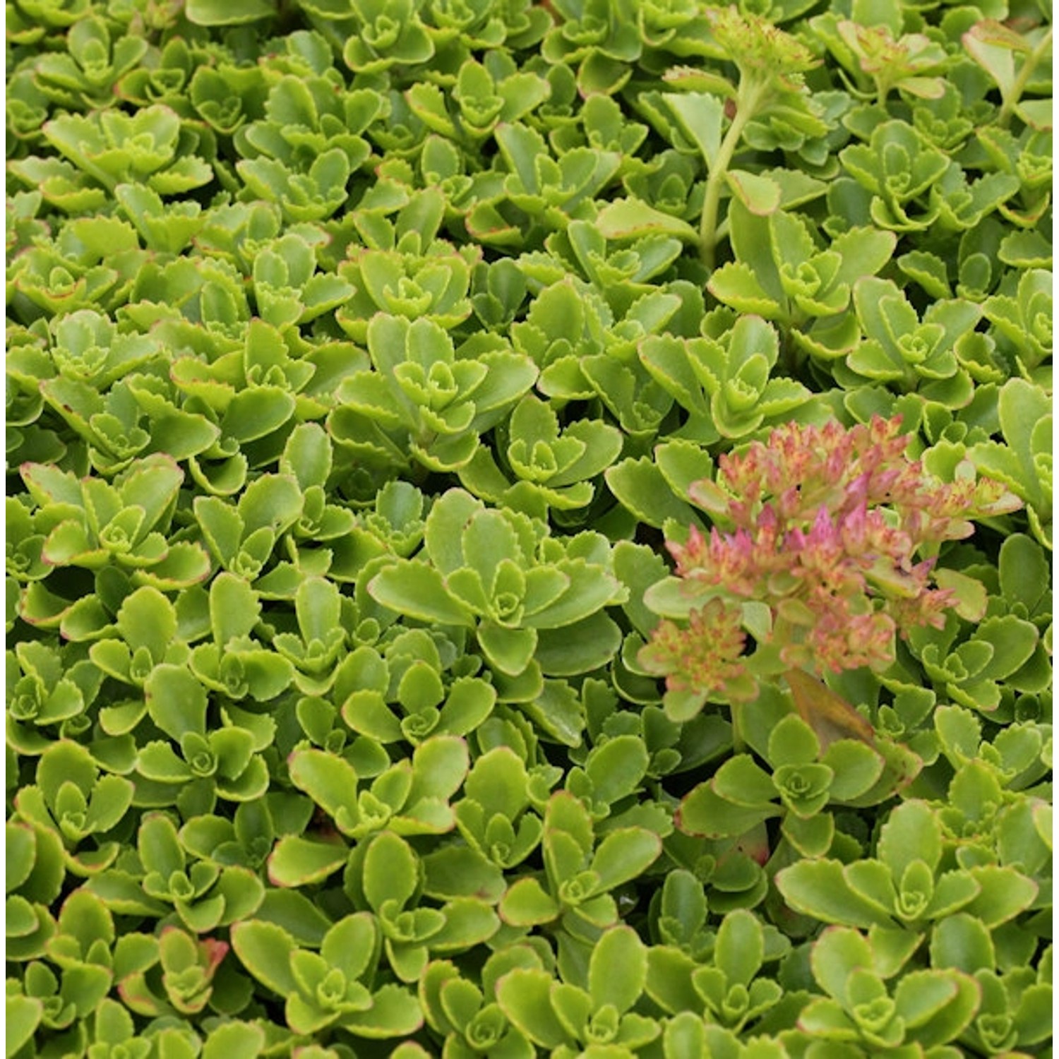 Kaukasus Asienfetthenne - Sedum spurium günstig online kaufen