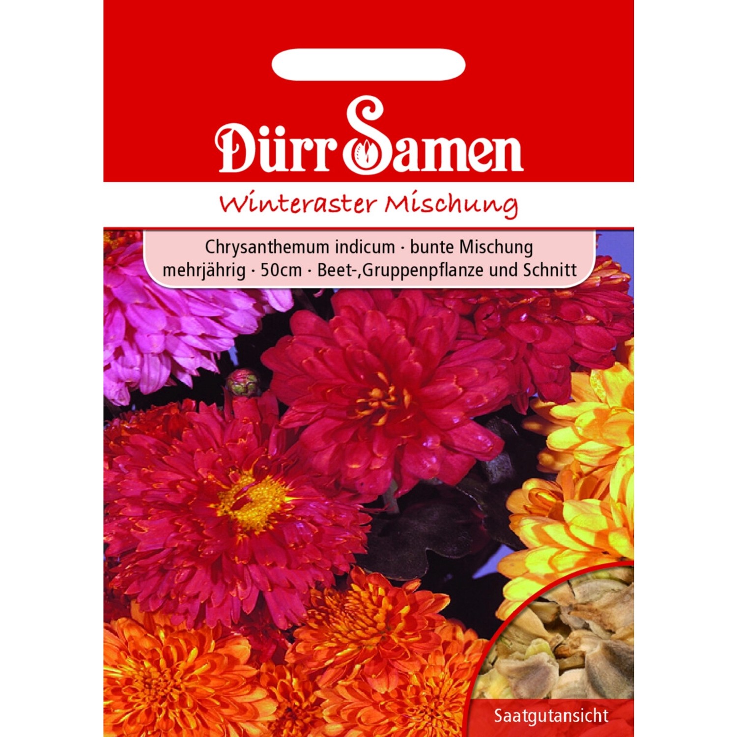 Dürr Samen Chrysanthemum Indicum Winteraster Saatgut günstig online kaufen