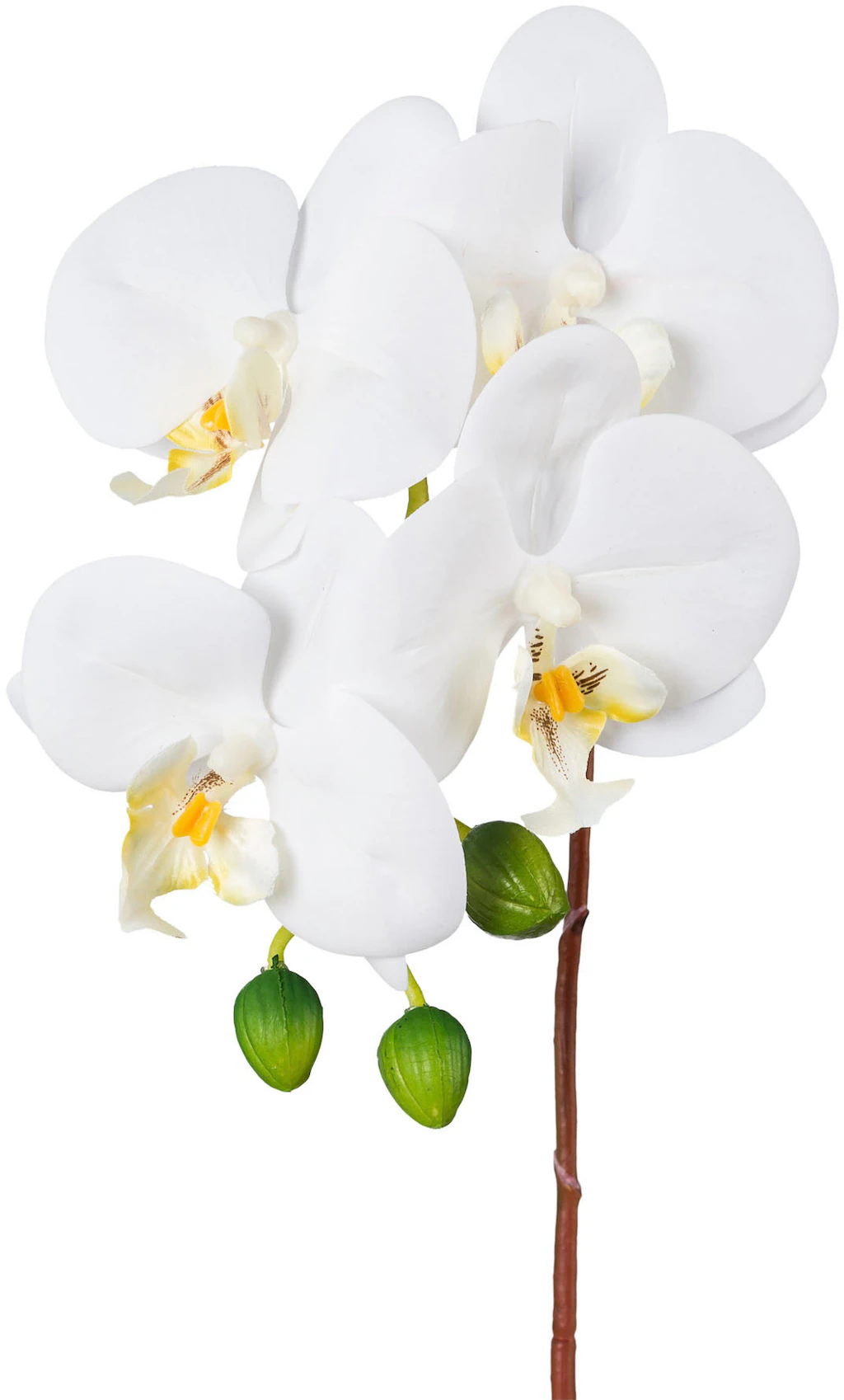 Creativ green Kunstorchidee "Orchidee Phalaenopsis", mit real-touch-Blüten günstig online kaufen