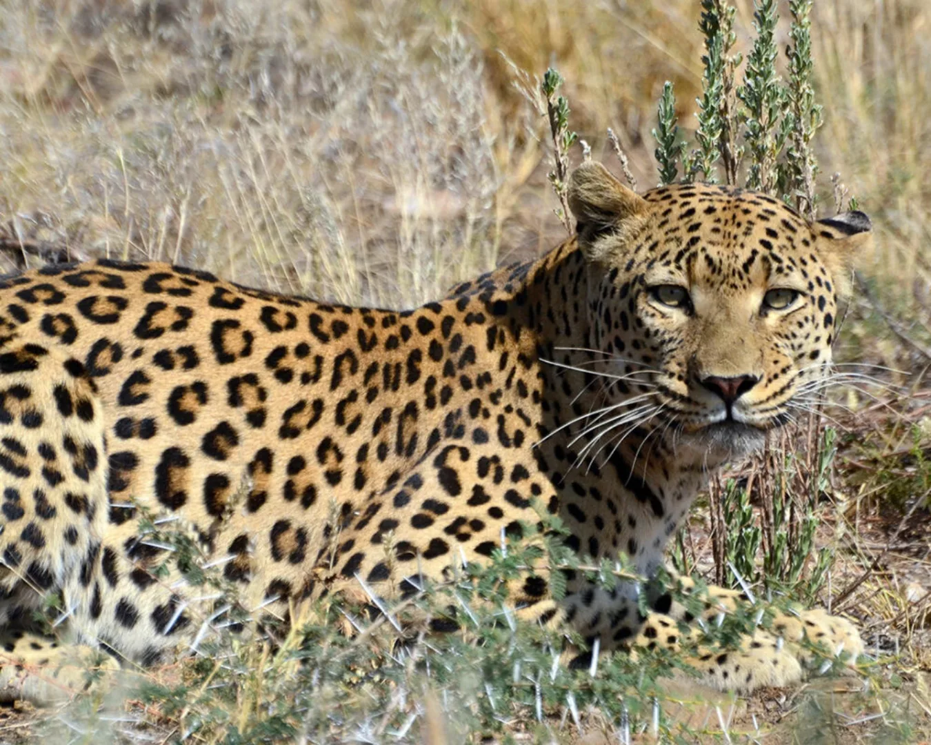Fototapete "Leopard Busch" 4,00x2,50 m / Glattvlies Perlmutt günstig online kaufen