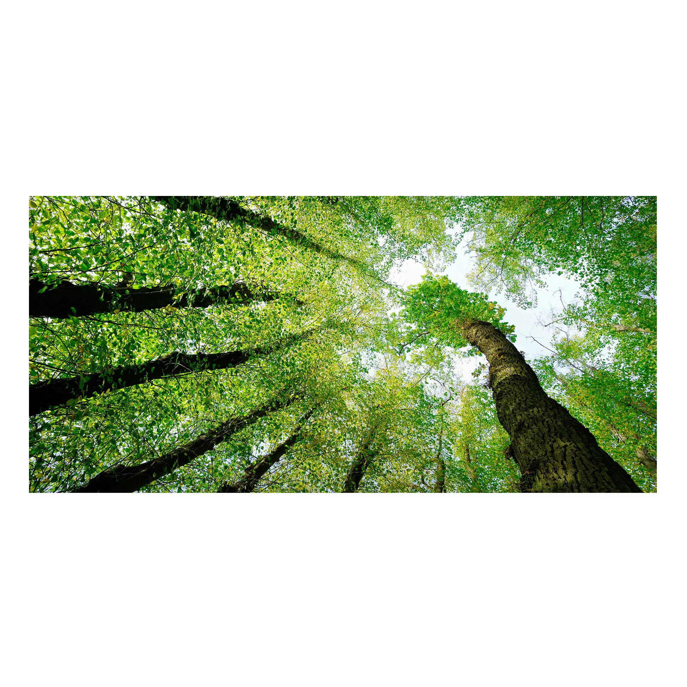 Magnettafel Natur & Landschaft - Querformat 2:1 Bäume des Lebens günstig online kaufen