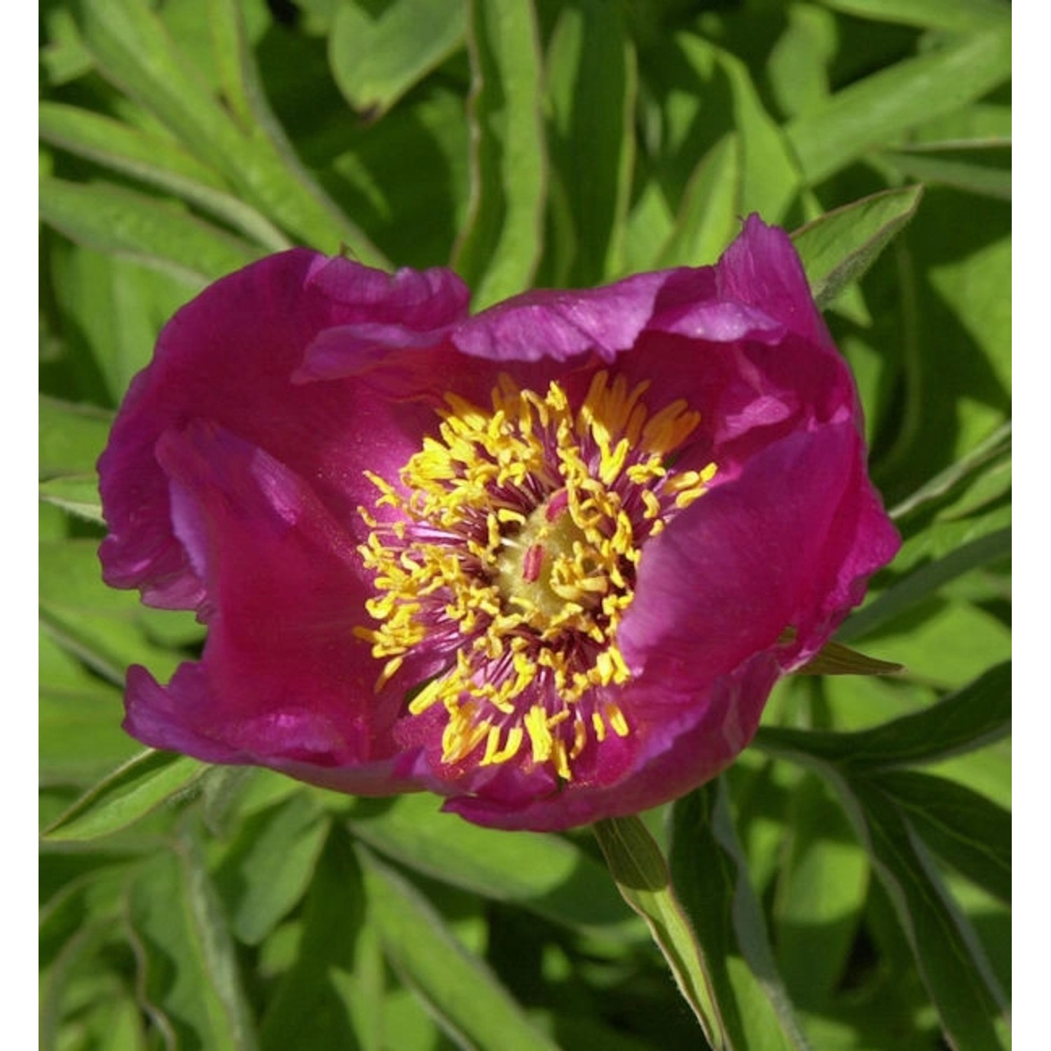 Wild Pfingstrose - Paeonia veitchii günstig online kaufen