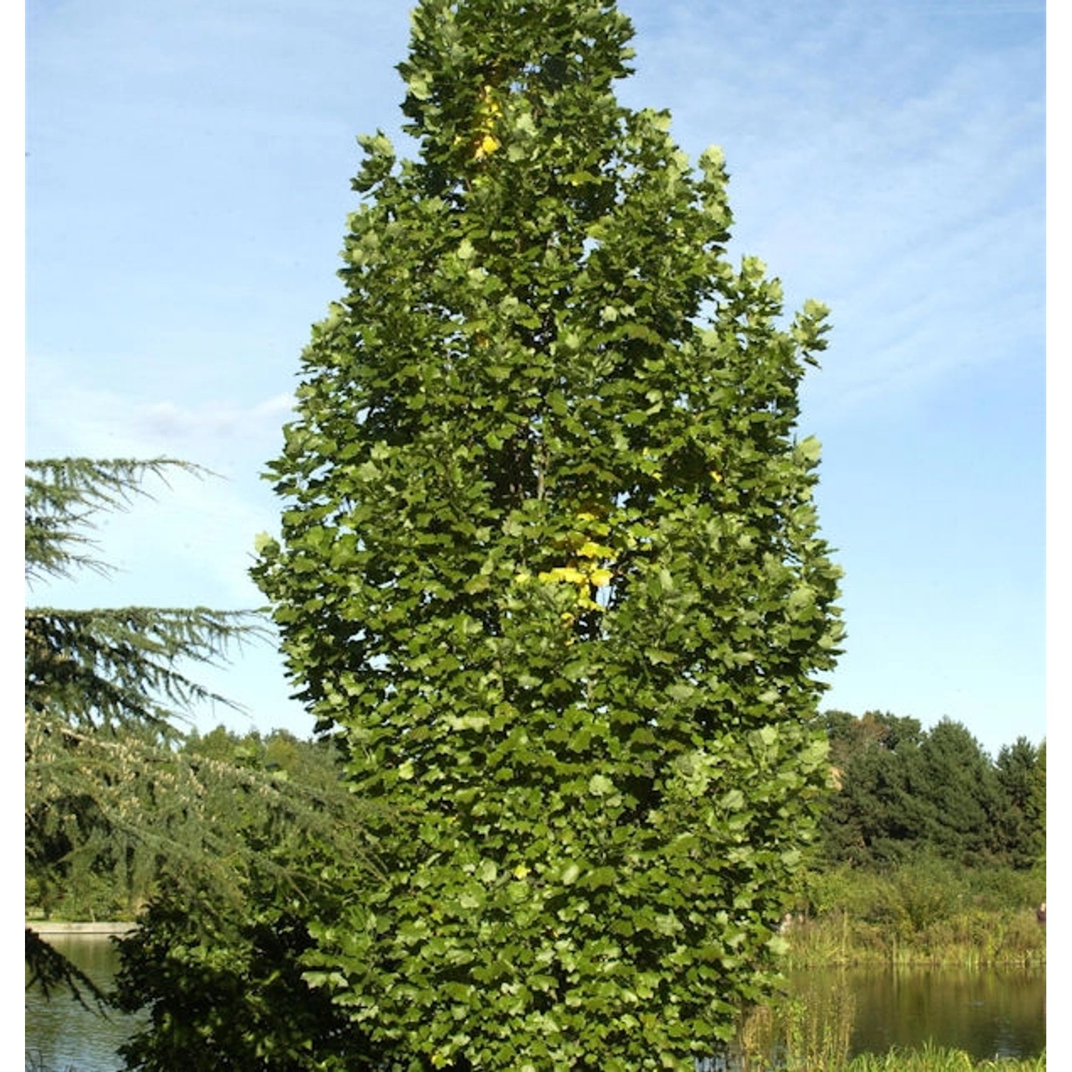 Säulentulpenbaum 125-150cm - Liriodendron tulipifera günstig online kaufen