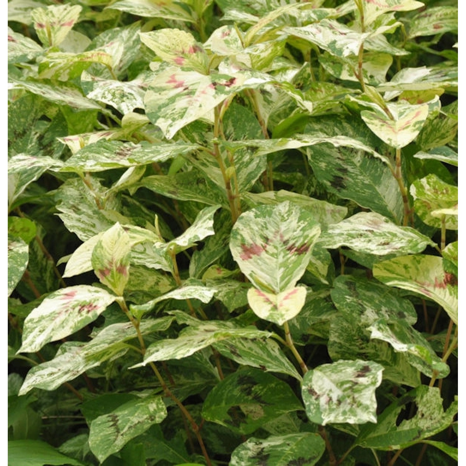 Perlenschnur Knöterich Painters Palette - Persicaria filiformis günstig online kaufen