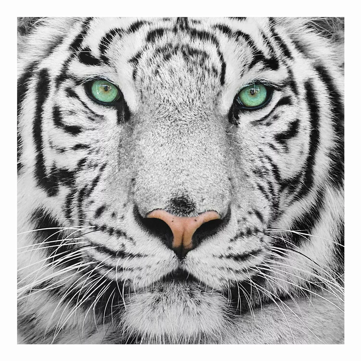 Glasbild Schwarz-Weiß - Quadrat Weißer Tiger günstig online kaufen