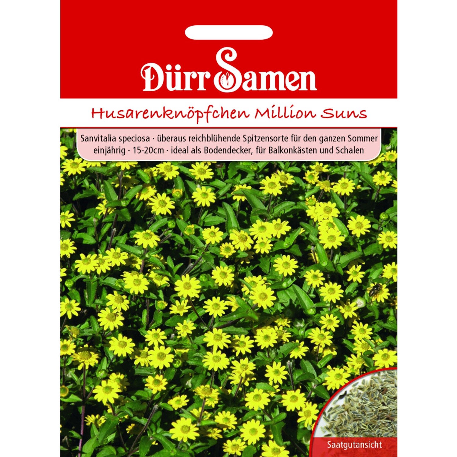 Dürr Samen Husarenknöpfchen Million Suns Einjährig Saatgut günstig online kaufen