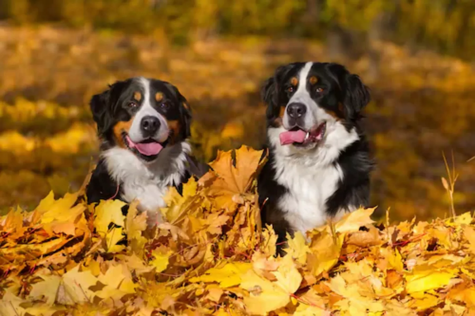 Papermoon Fototapete »Hunde in Blätterhaufen« günstig online kaufen