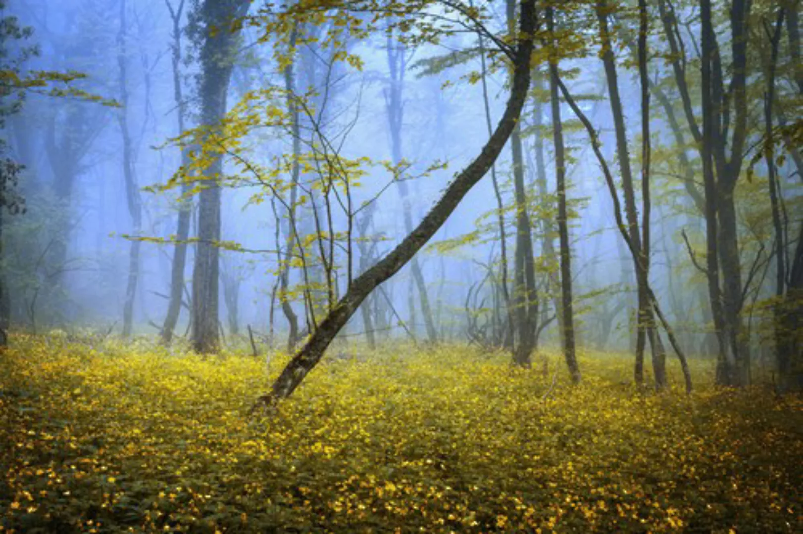 Papermoon Fototapete »WALD-HERBST NATUR LANDSCHAFT BÄUME NEBEL BAUM BLUMEN« günstig online kaufen