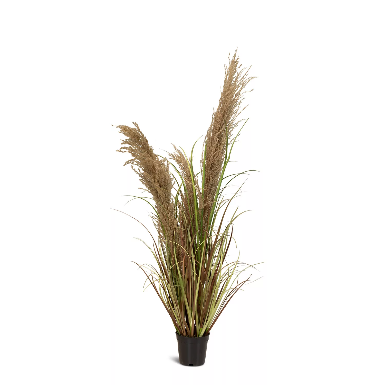 Cortaderia - Pampasgras Kunstpflanze, Höhe 100 cm günstig online kaufen