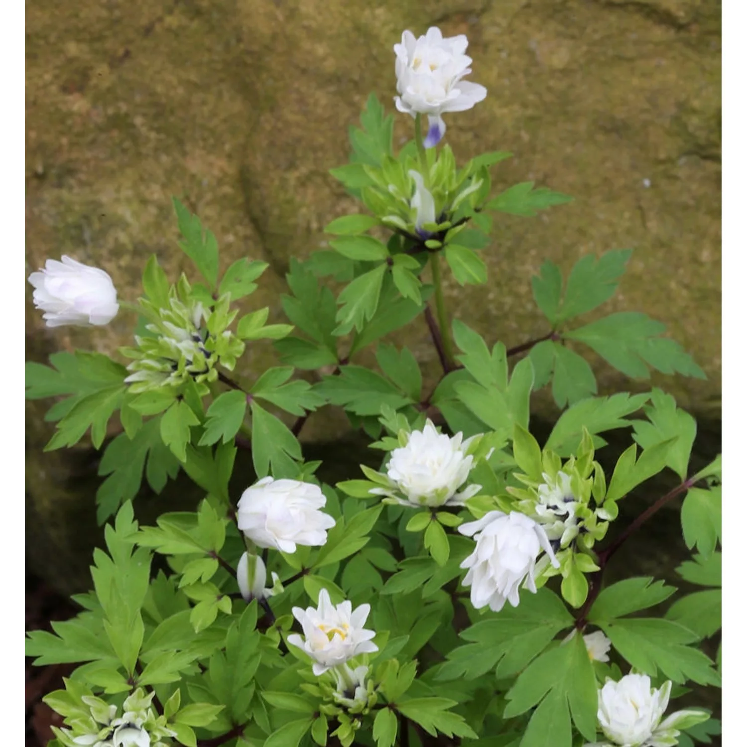 Buschwindröschen Bracteata Pleniflora - Anemone nemorosa günstig online kaufen