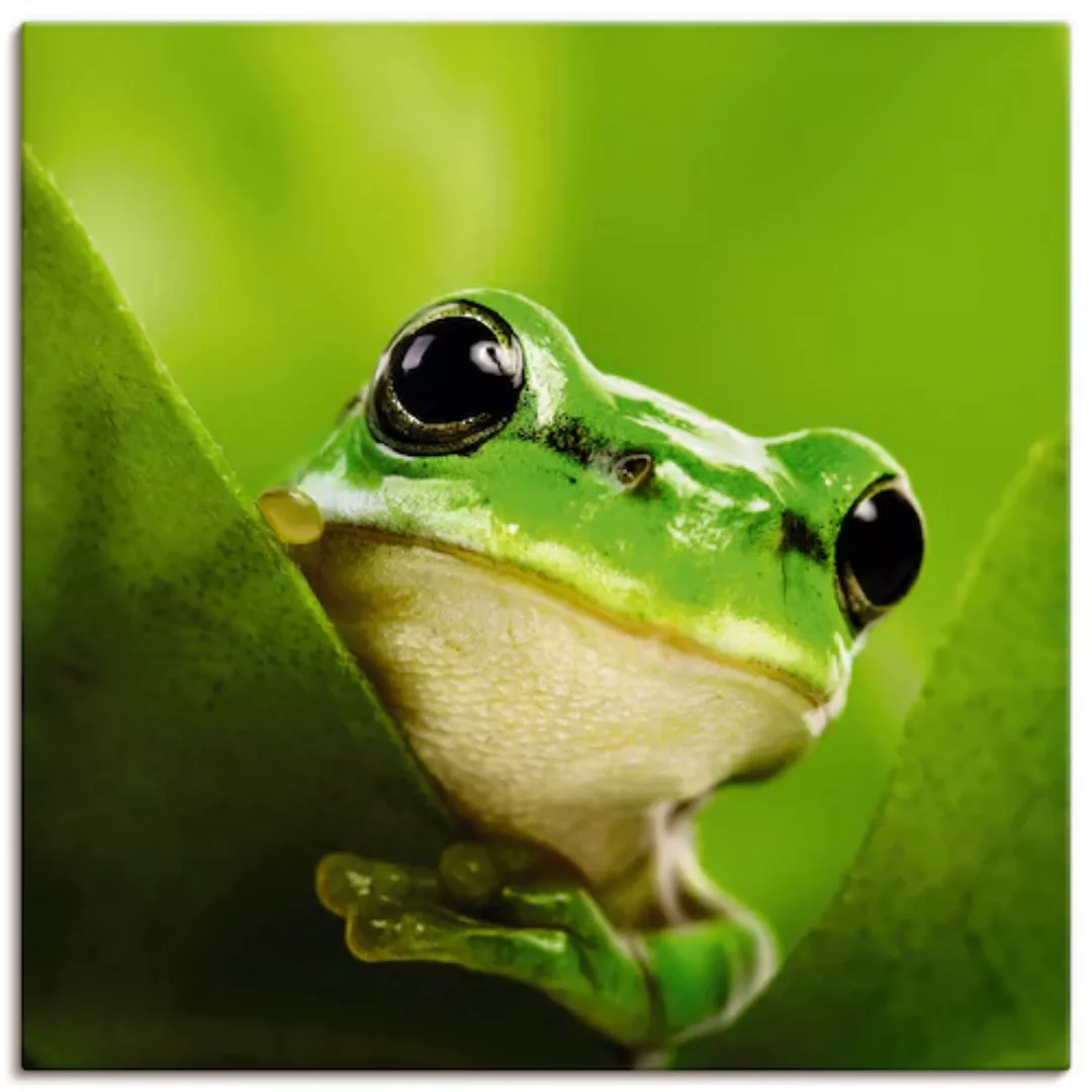 Artland Wandbild "Ausspähender Frosch", Wassertiere, (1 St.), als Leinwandb günstig online kaufen