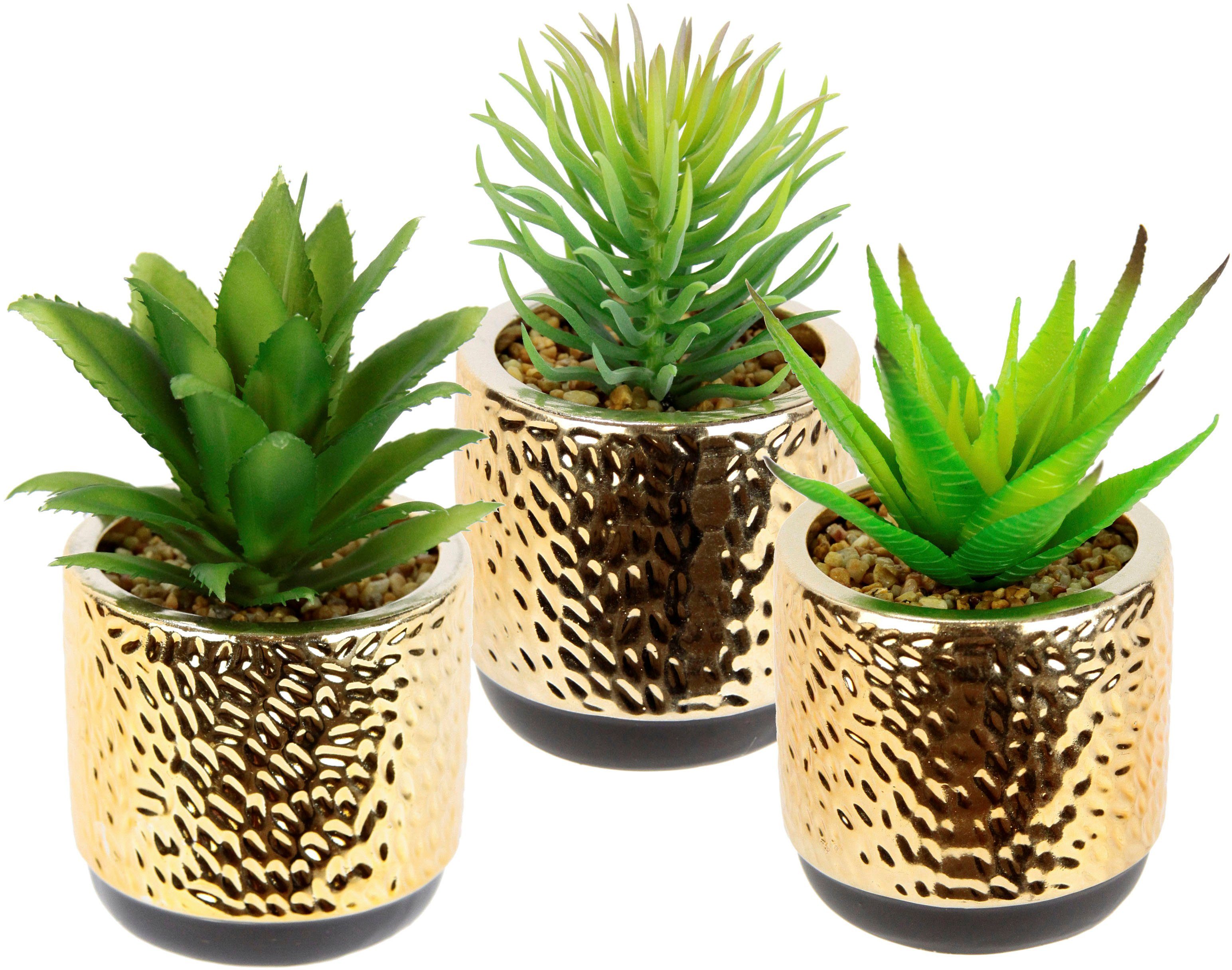 Kunstpflanze Sukkulenten-Set, I.GE.A., Höhe 15 cm, günstig online kaufen