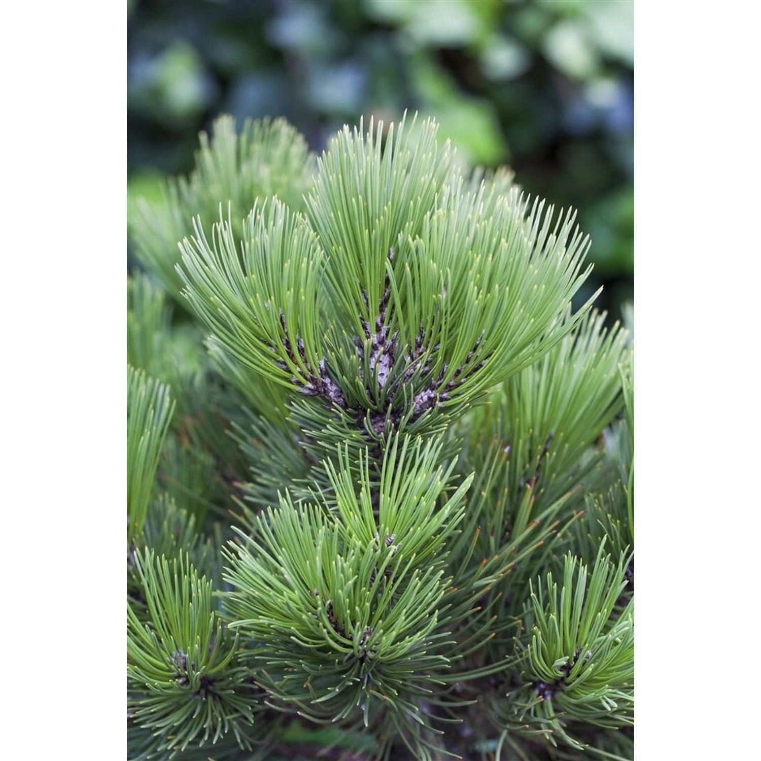 Pinus Heldreichii Malinki Bosnische Kiefer 40–50 cm günstig online kaufen