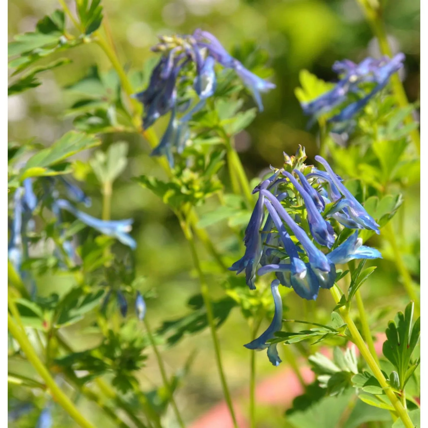 Lerchensporn Spinners - Corydalis elata günstig online kaufen