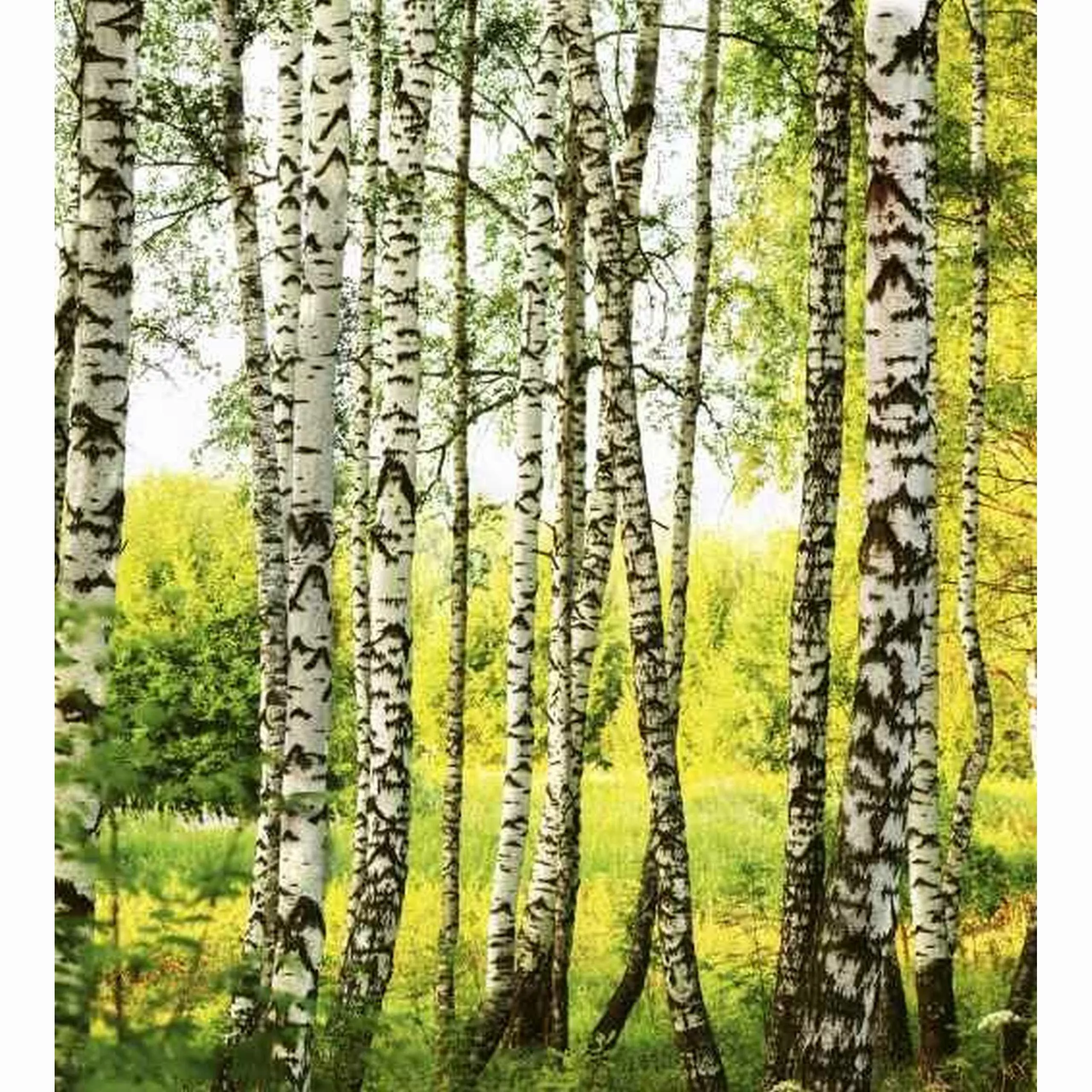 Fototapete BIRCH FOREST  | MS-3-0094 | Grün | Digitaldruck auf Vliesträger günstig online kaufen