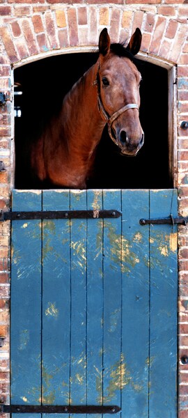 Papermoon Fototapete »Horse - Türtapete«, matt günstig online kaufen