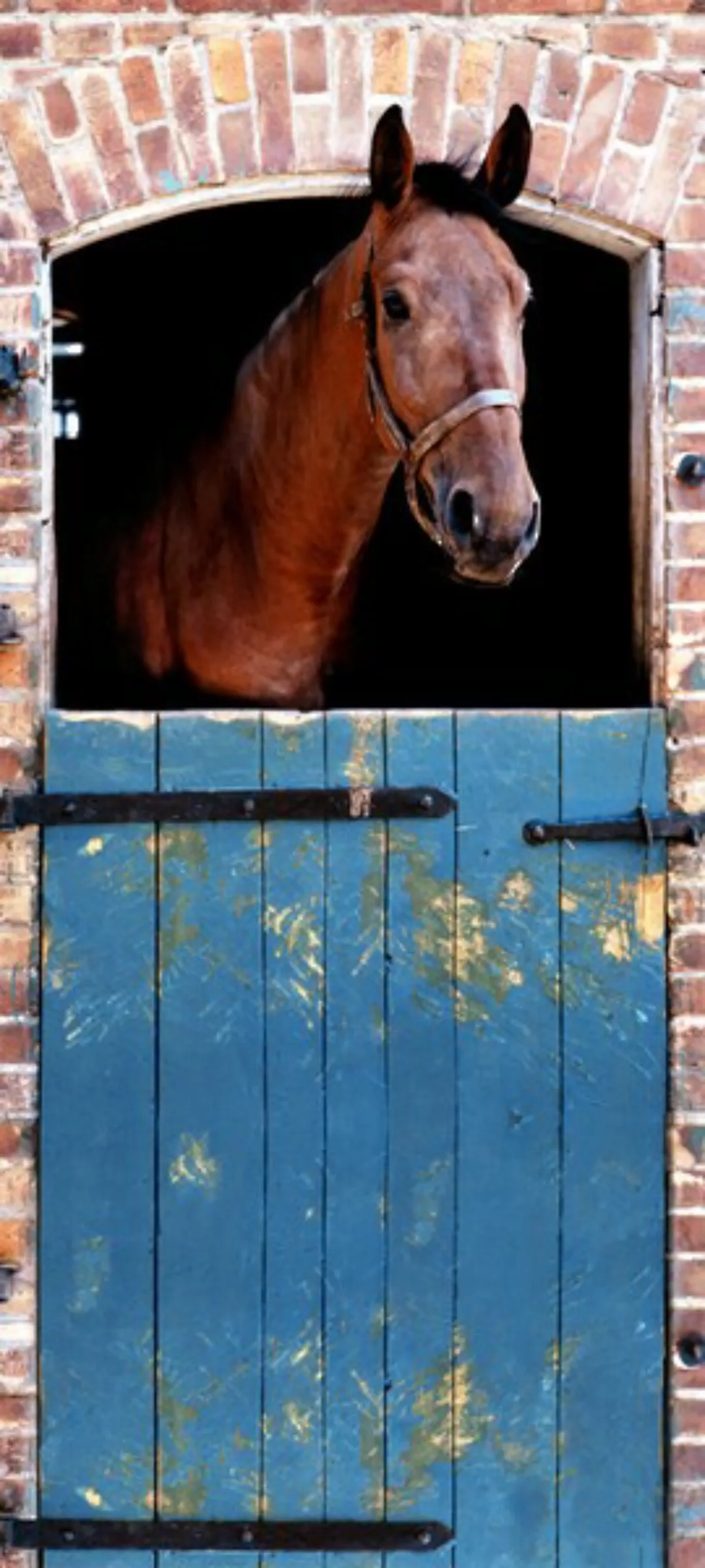 Papermoon Fototapete »Horse - Türtapete«, matt günstig online kaufen