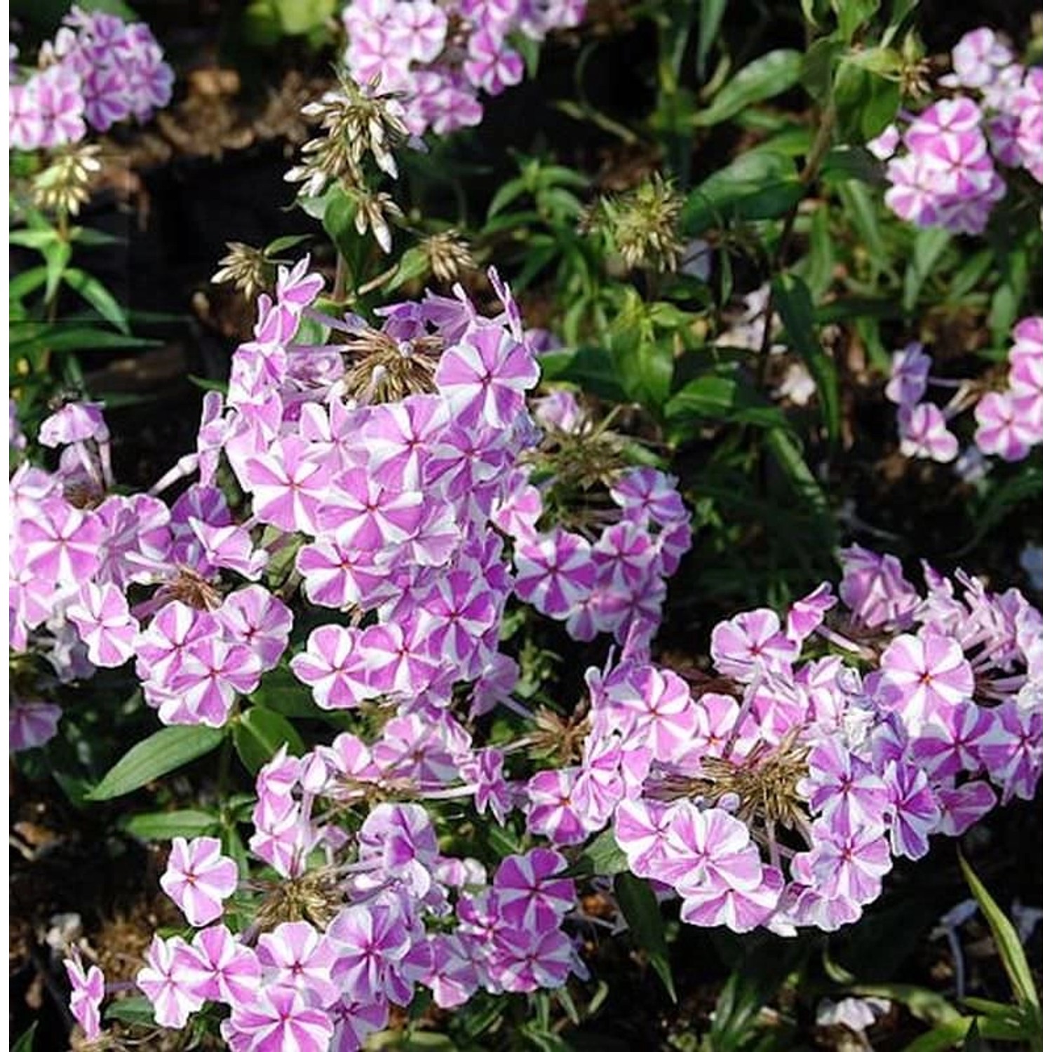 Wiesen Flammenblume Natasha - Phlox Maculata günstig online kaufen