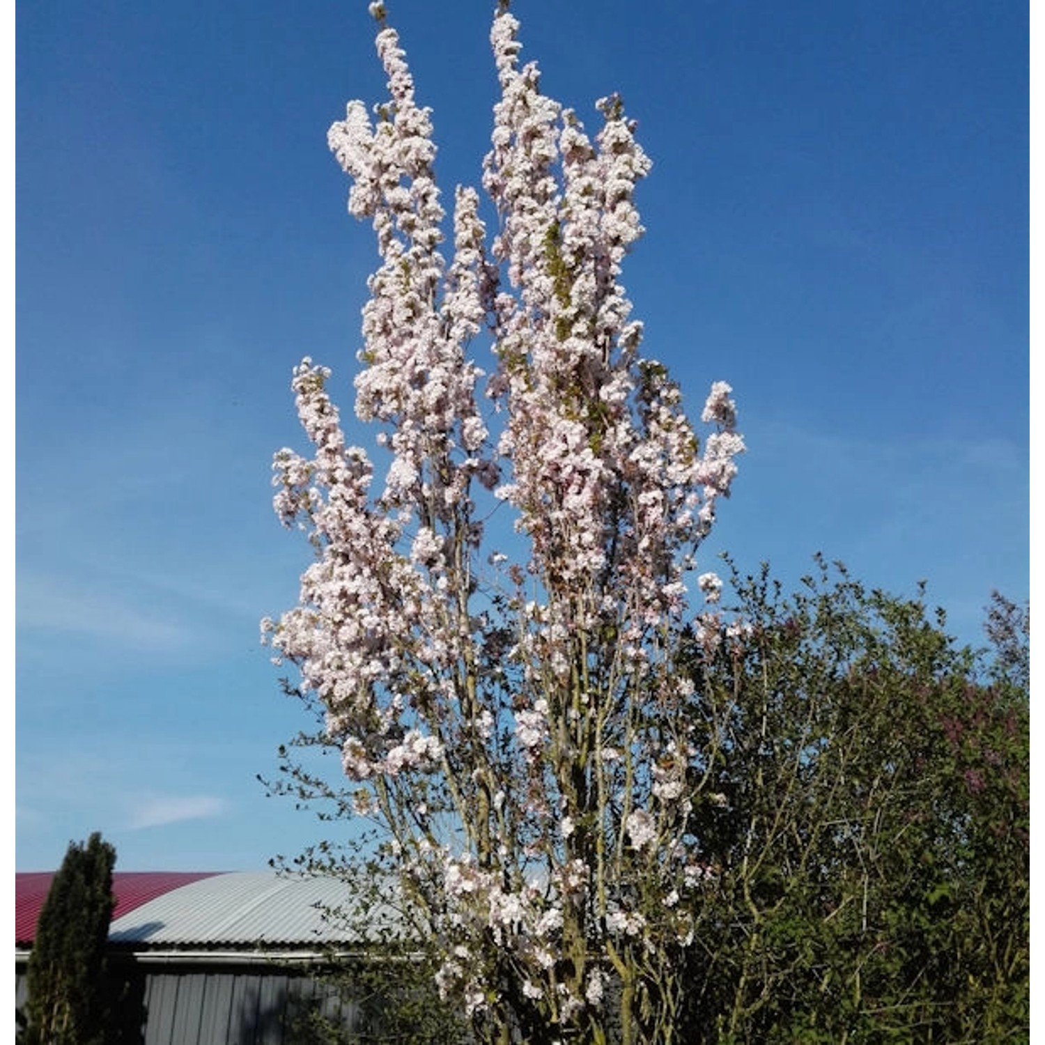 Japanische Säulenkirsche 100-125cm - Prunus serrulata günstig online kaufen