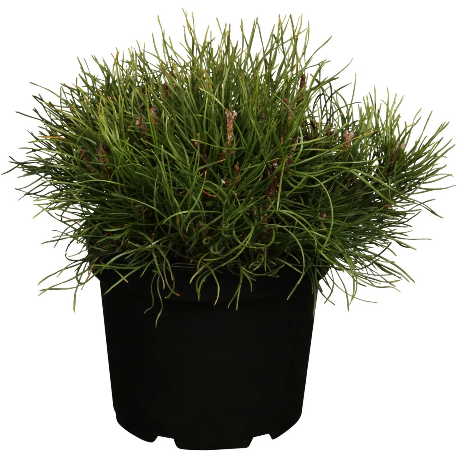 OBI Kriech-Kiefer Höhe ca. 5 - 10 cm Topf ca. 2 l Pinus günstig online kaufen