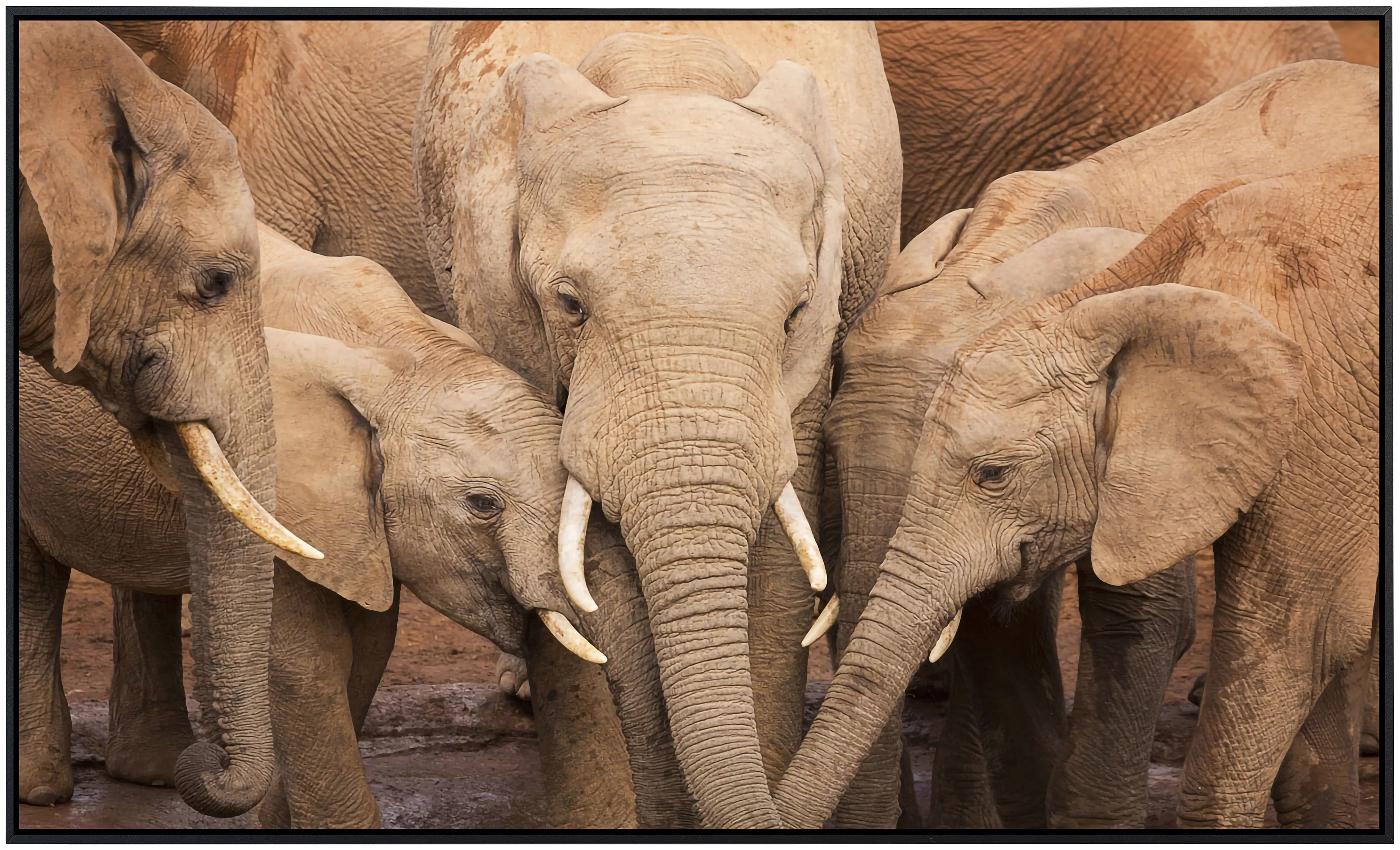Papermoon Infrarotheizung »Elefanten« günstig online kaufen