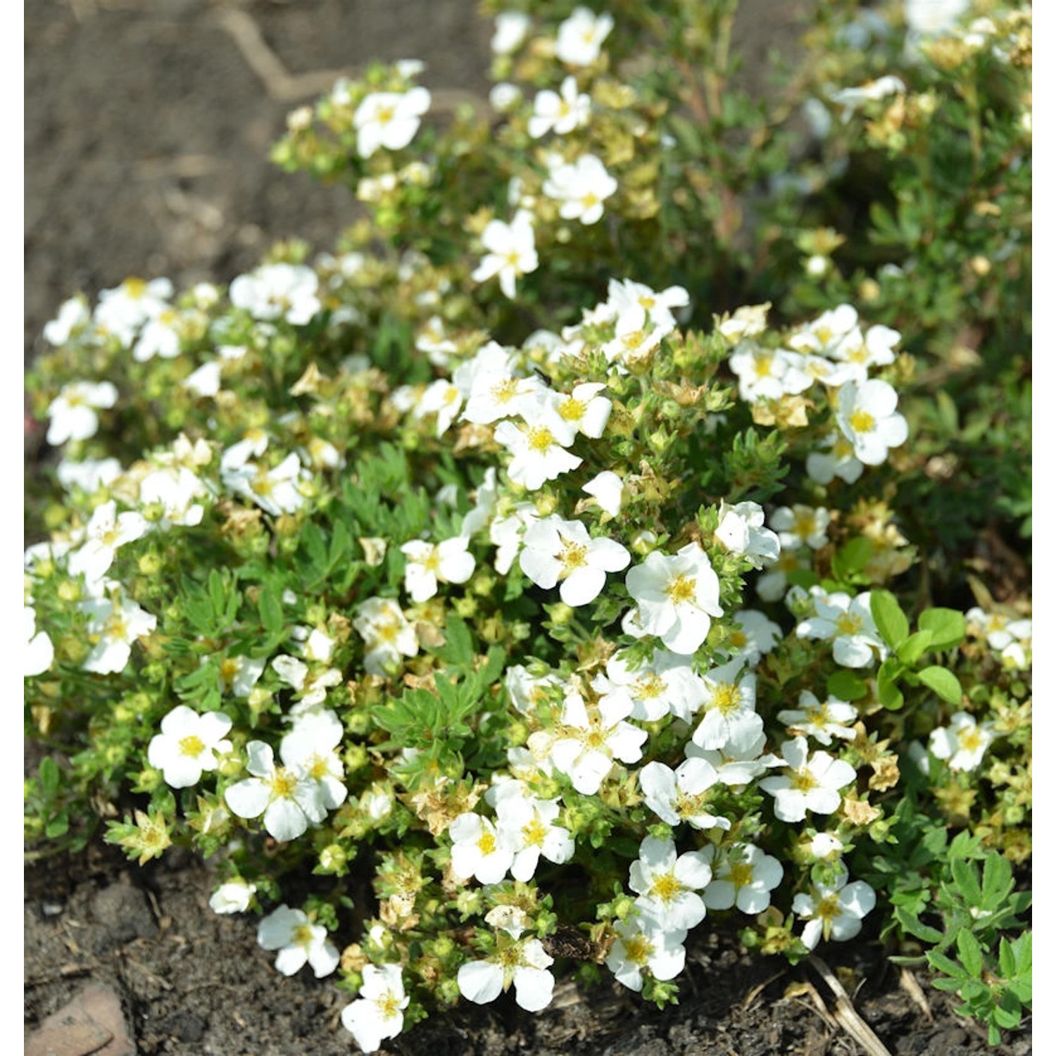 10x Fünffingerstrauch Snowflake - Potentilla fruticosa günstig online kaufen