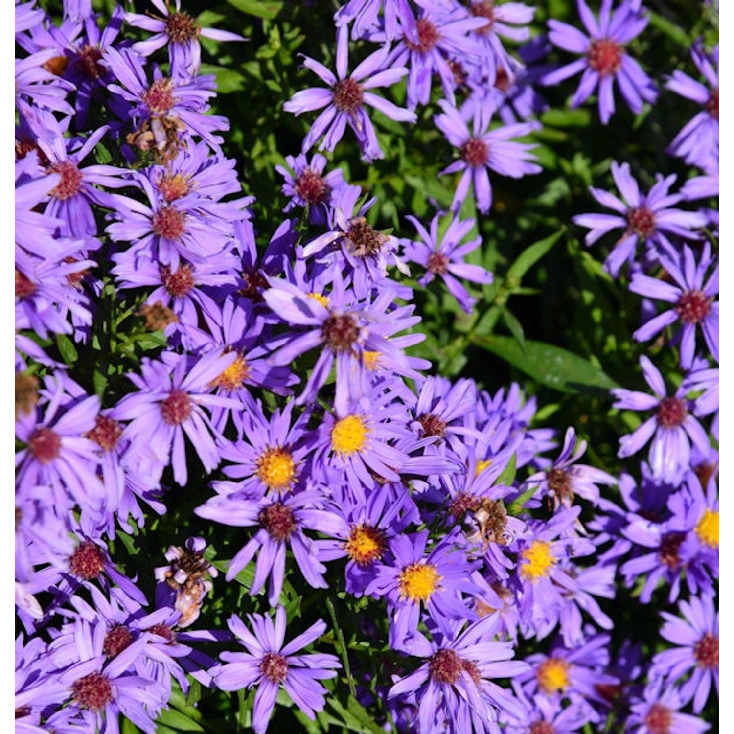 Kissenaster Herbstpurzel - Aster dumosus günstig online kaufen