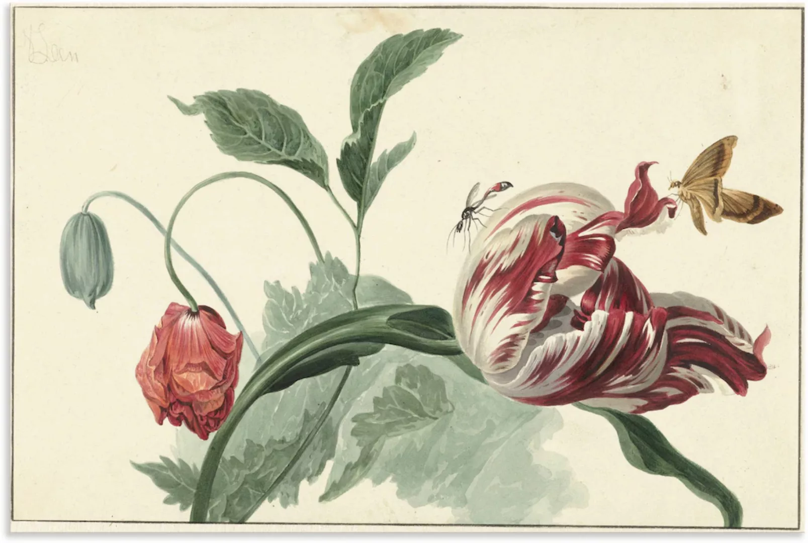 Artland Wandbild "Tulpe und Mohn.", Blumenbilder, (1 St.) günstig online kaufen