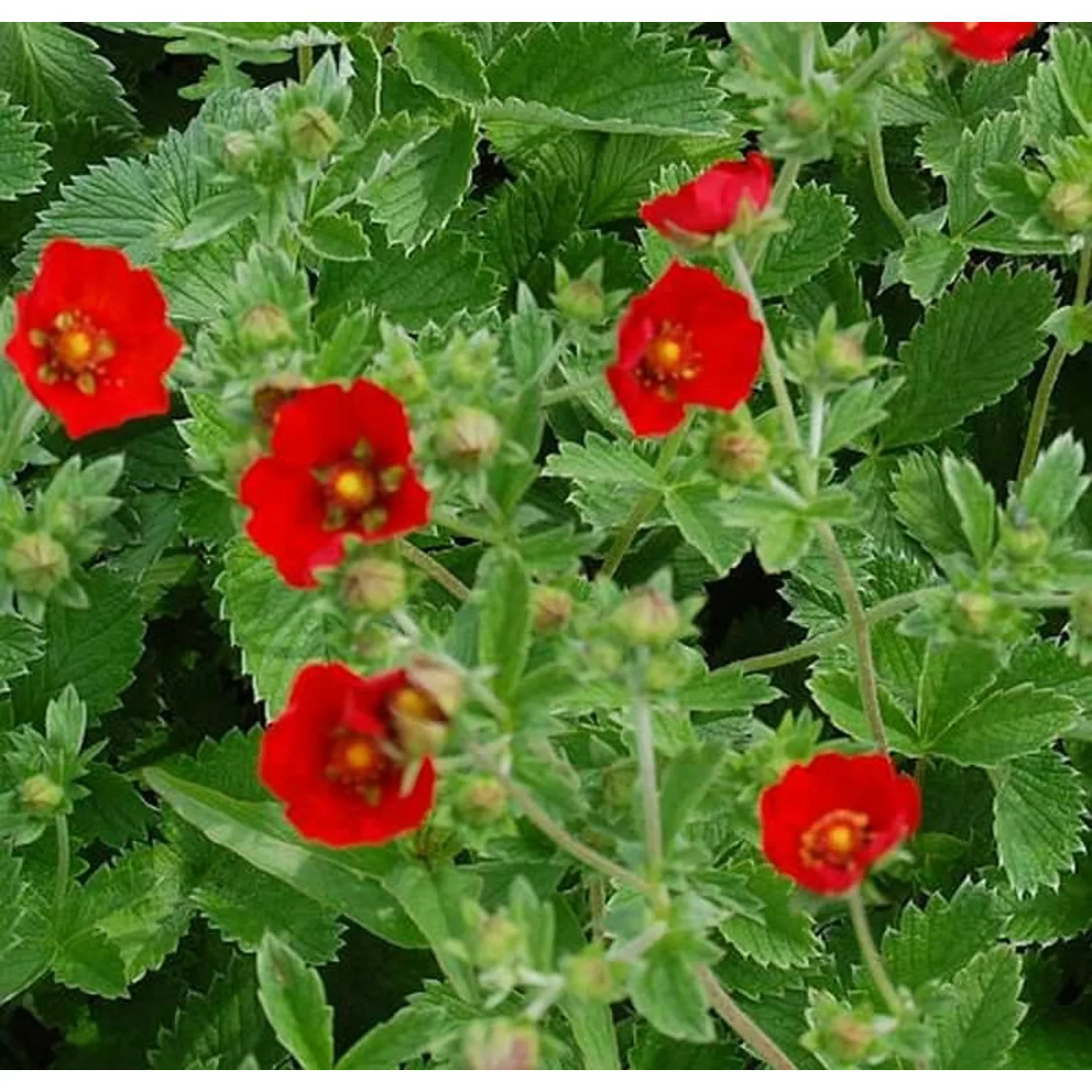 Fingerkraut Scharlach rot - Potentilla atrosanguinea günstig online kaufen