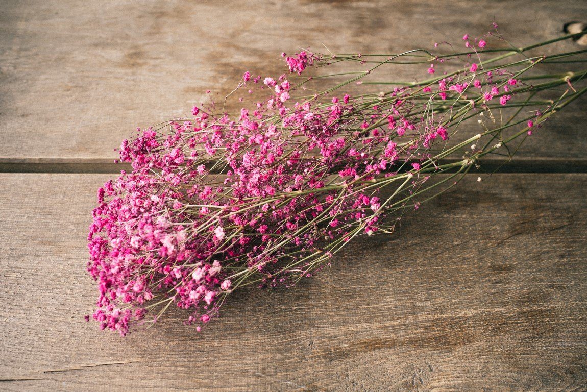 Trockenblume Schleierkraut Dunkelrot getrocknet im Bund günstig online kaufen