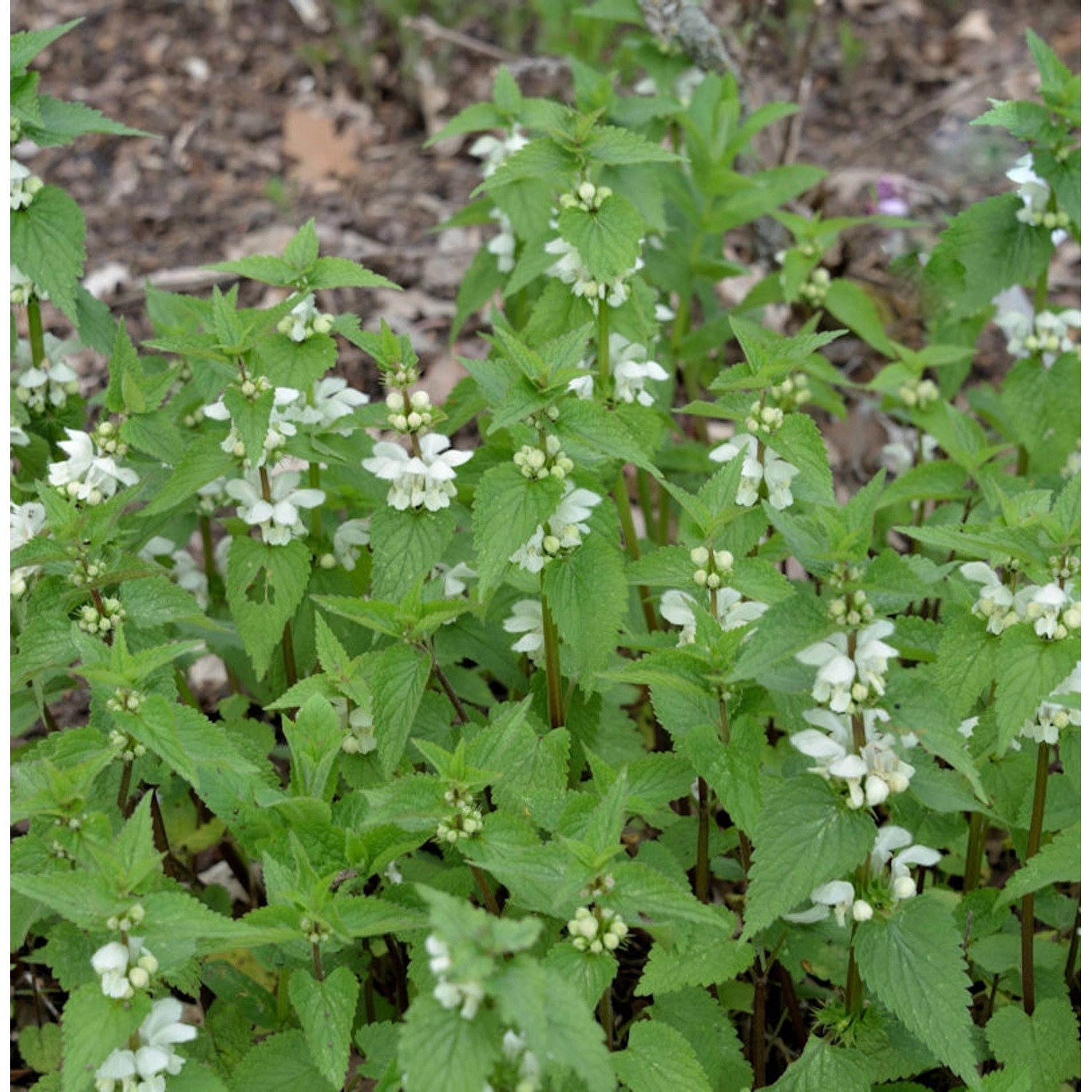 Große Waldnessel Album - Lamium orvala günstig online kaufen