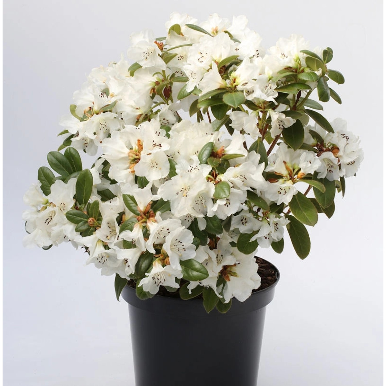 Duftende Rhododendron Snow Lady 30-40cm - Rhododendron leucaspis günstig online kaufen