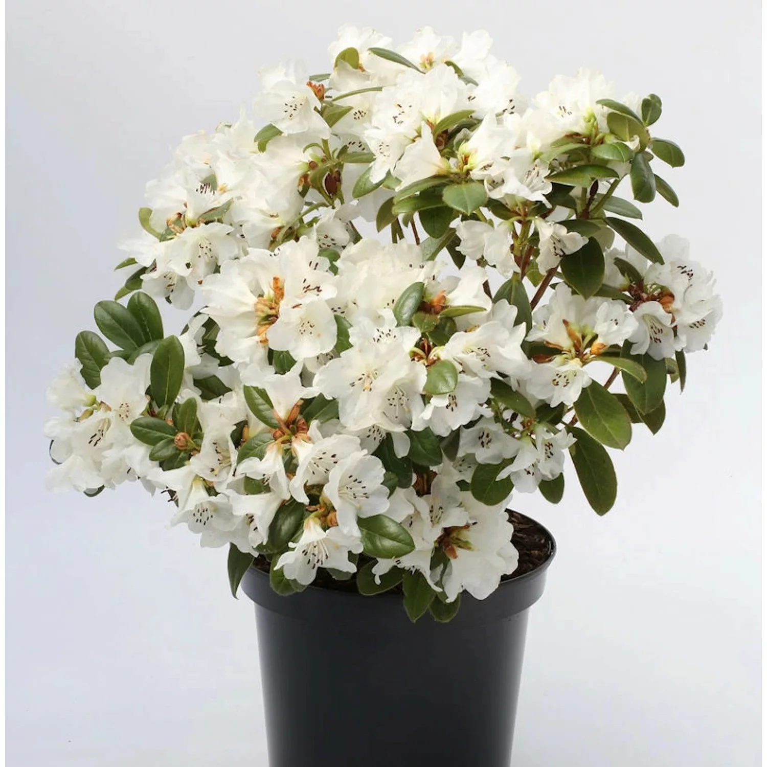 Duftende Rhododendron Snow Lady 30-40cm - Rhododendron leucaspis günstig online kaufen