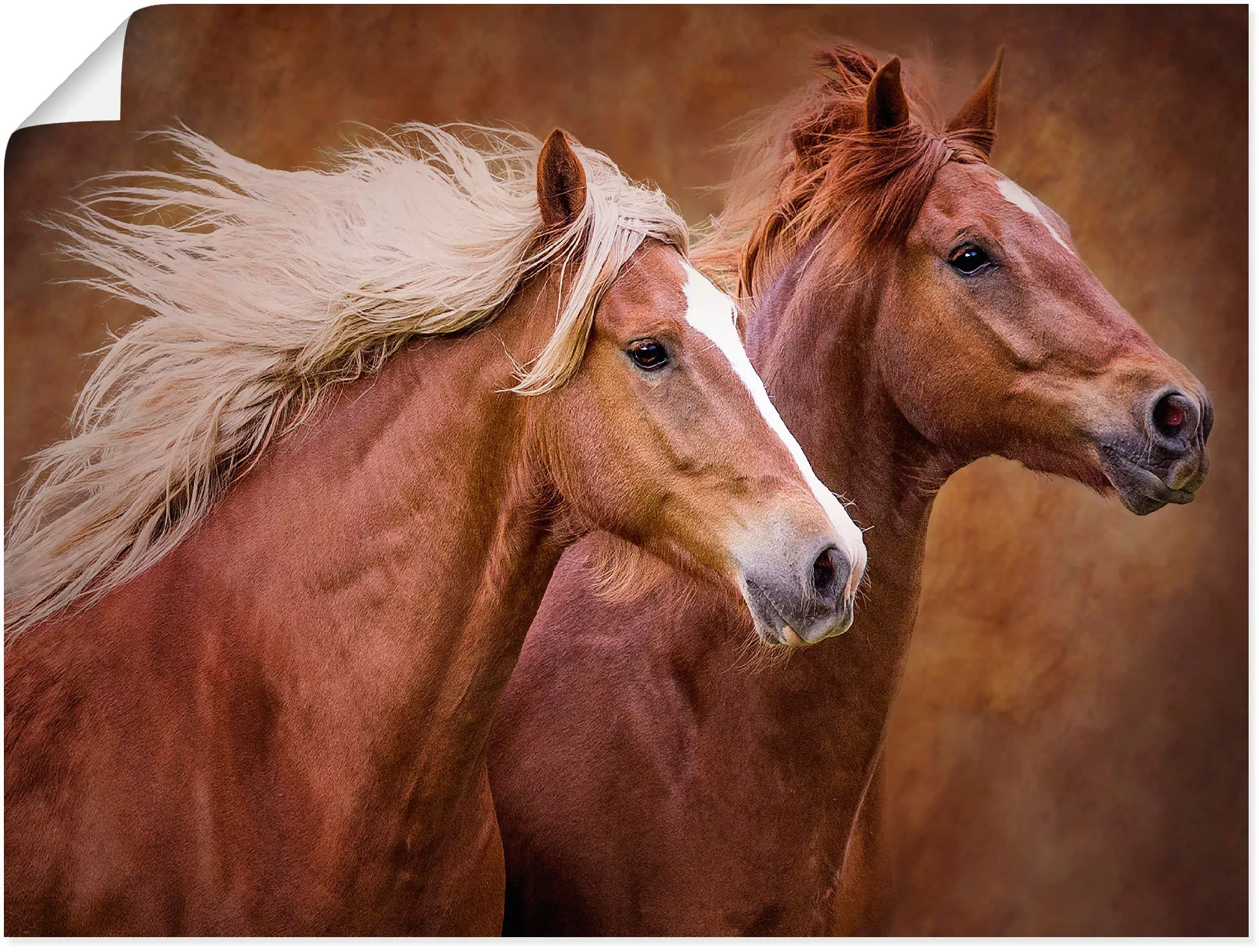 Artland Wandbild "Reinrassige Pferde I", Haustiere, (1 St.), als Leinwandbi günstig online kaufen