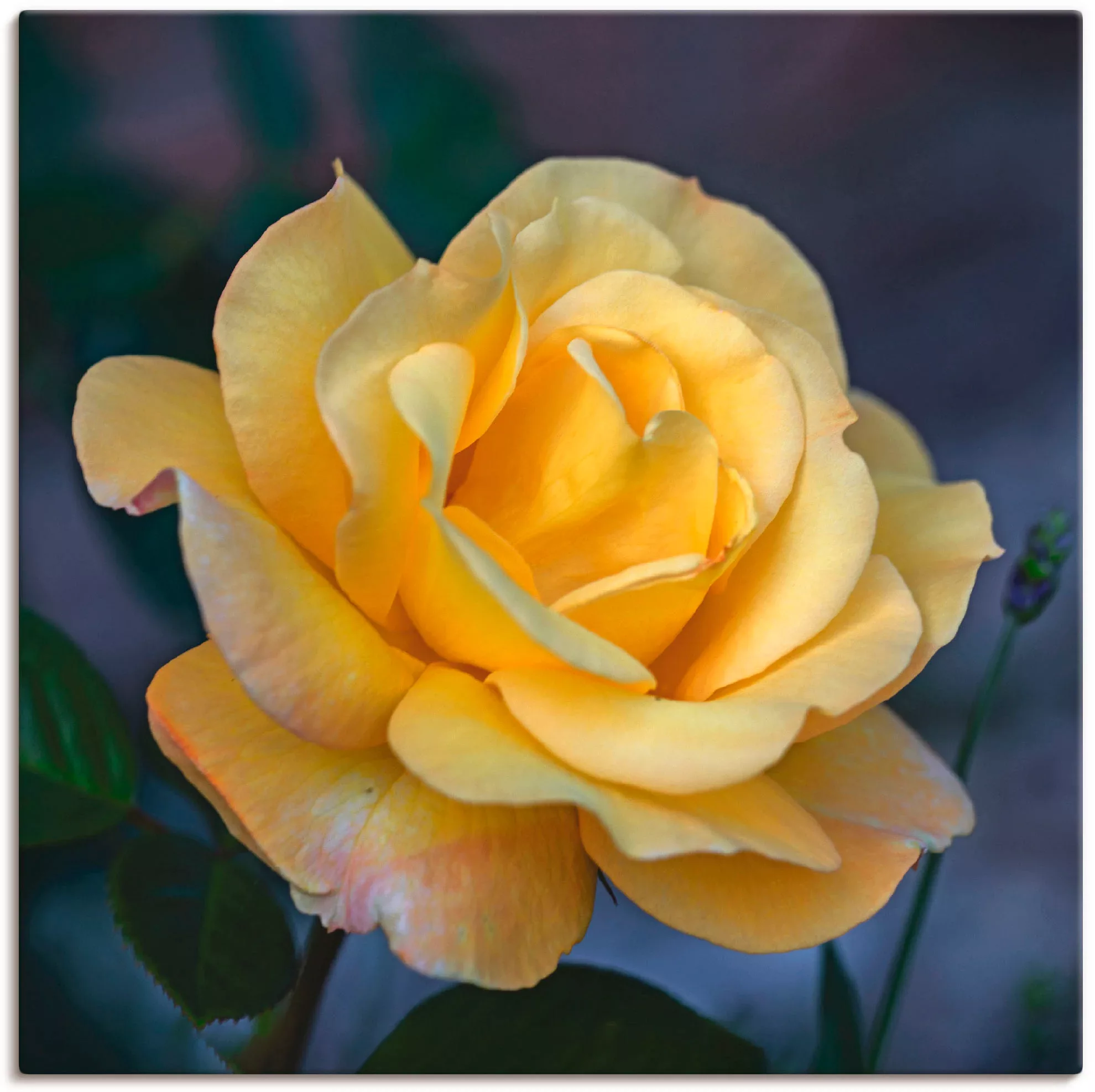 Artland Wandbild "Gelbe Rose", Blumen, (1 St.) günstig online kaufen
