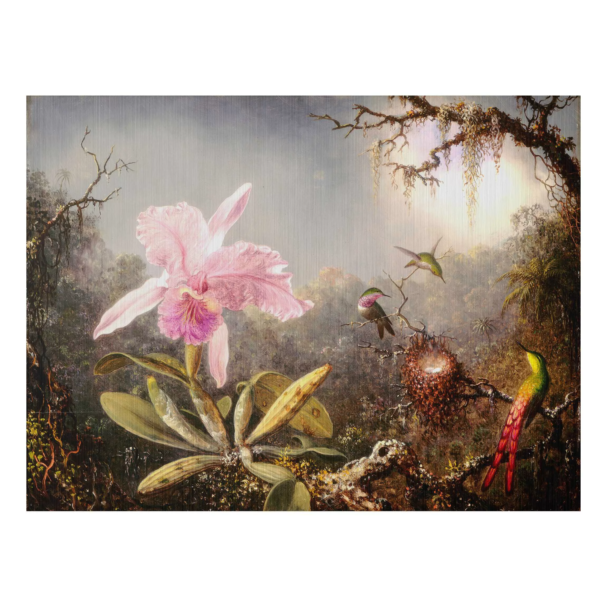 Alu-Dibond Bild Martin Johnson Heade - Orchidee und drei Kolibris günstig online kaufen