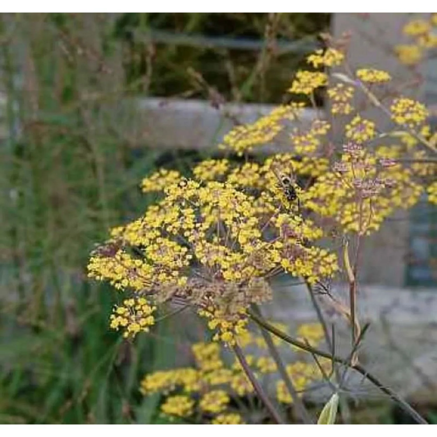 Fenchel Purpur - Foeniculum vulgare günstig online kaufen