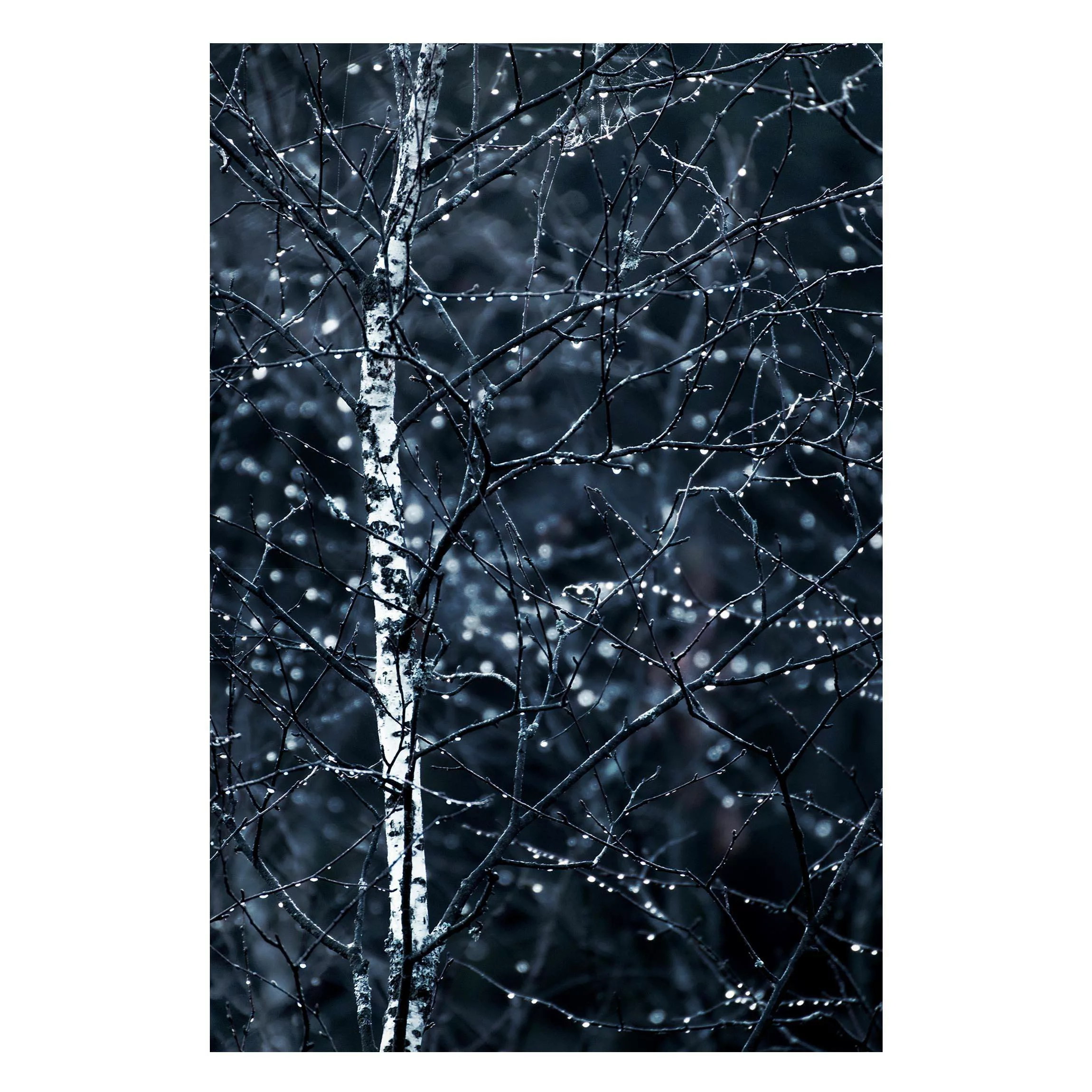 Magnettafel Dunkle Birke im kalten Regen günstig online kaufen