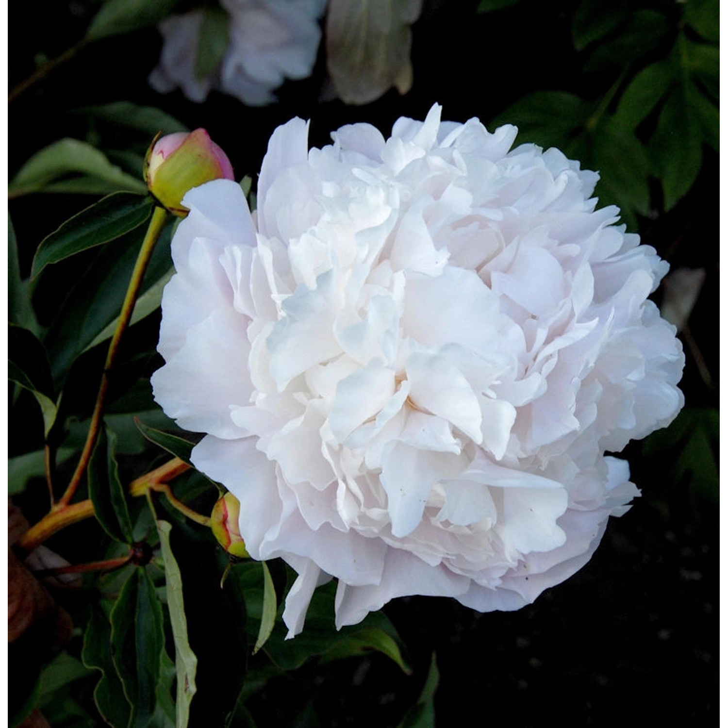 Edelpfingstrose Gardenia - Paeonia lactiflora günstig online kaufen