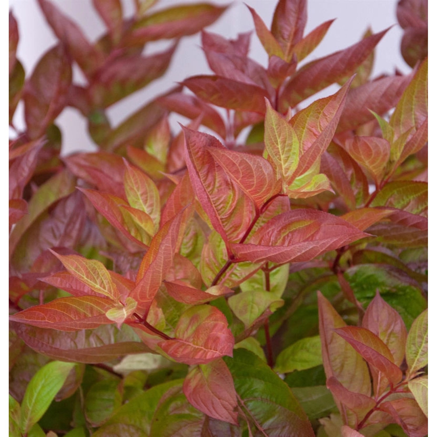 Hochstamm Weigelie Wings of Fire 80-100cm - Weigela florida günstig online kaufen