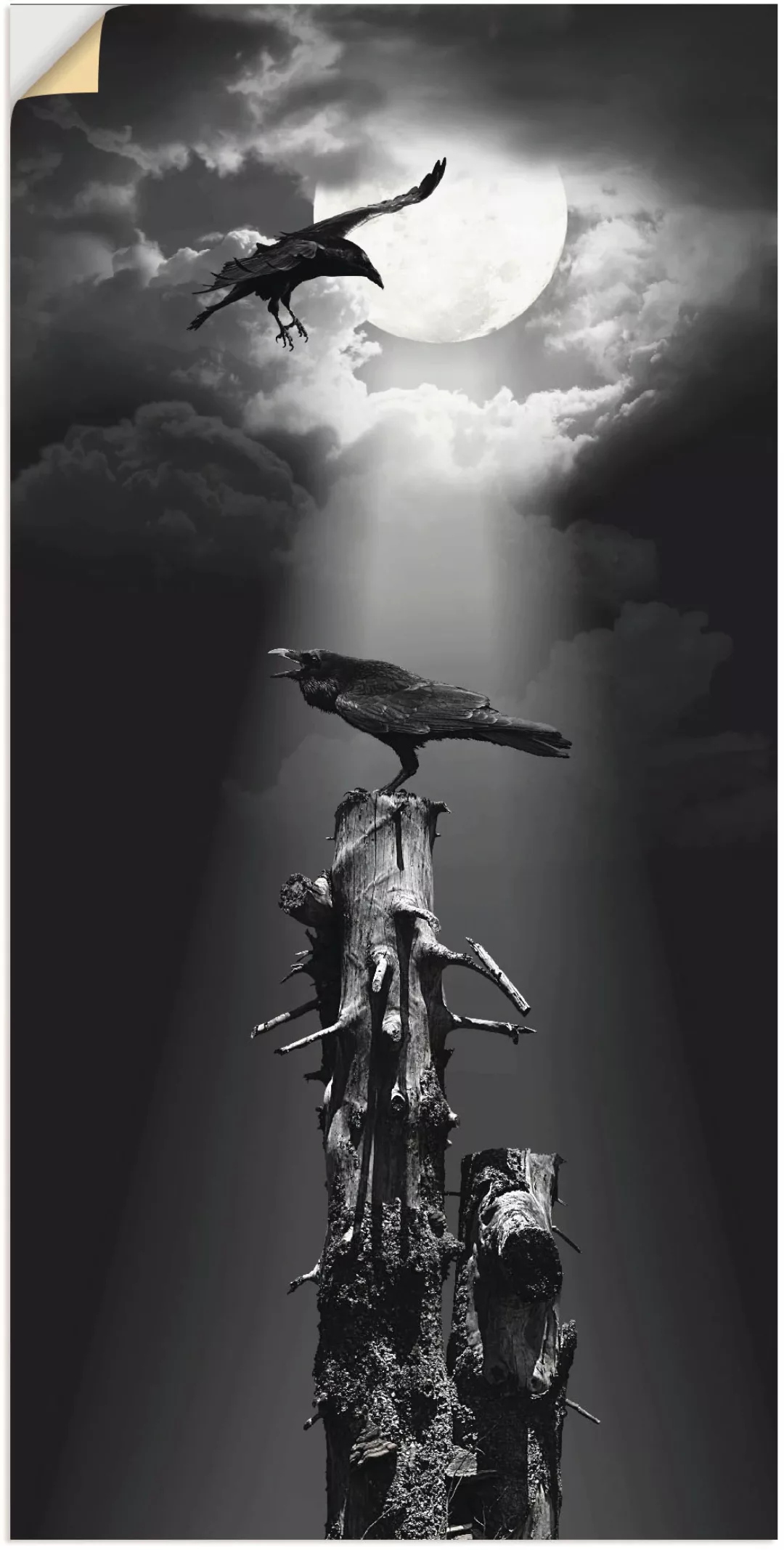 Artland Wandbild »Raben in der Nacht«, Vögel, (1 St.), als Leinwandbild, Po günstig online kaufen
